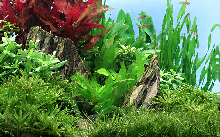 Best Aquarium Plants for Beginners