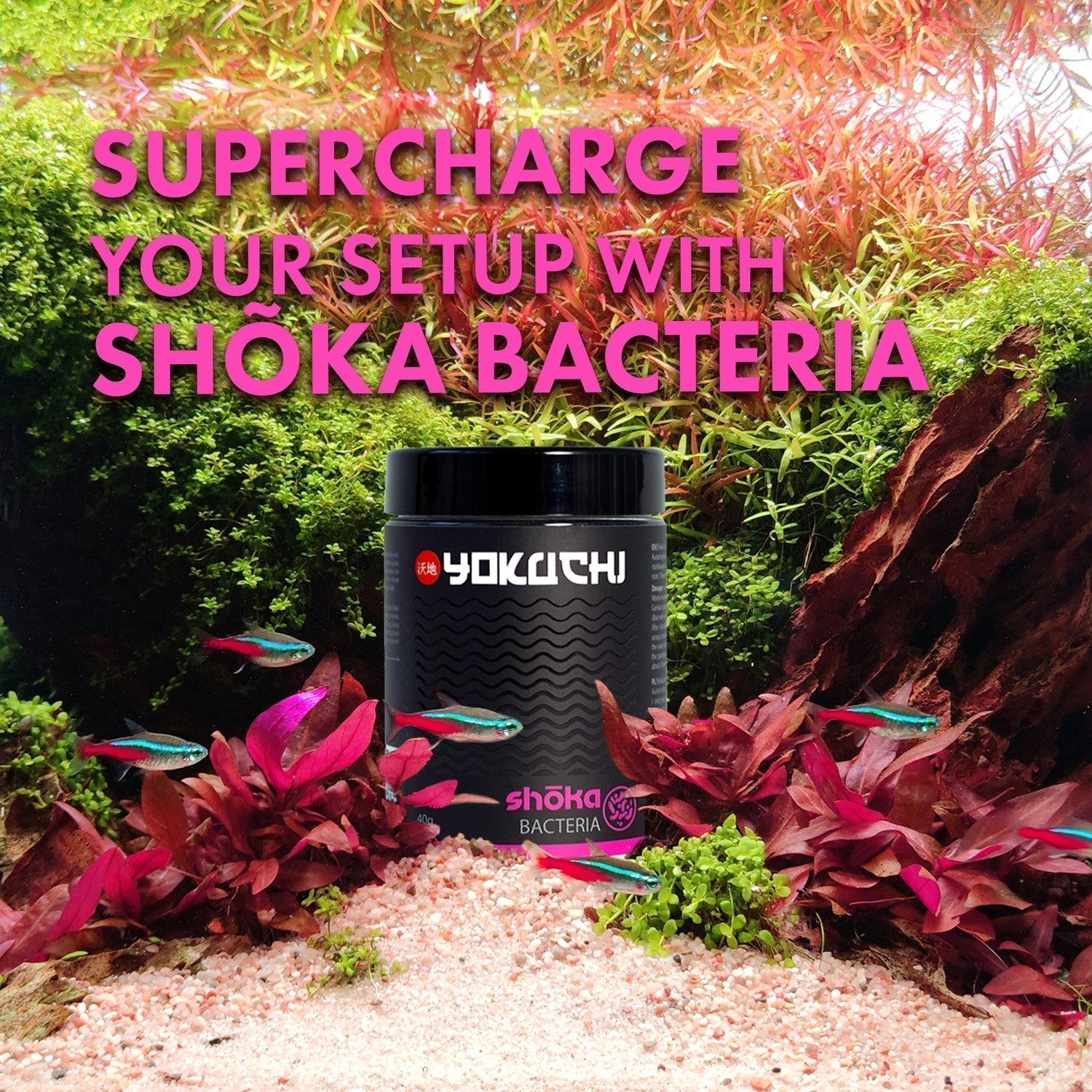 Shõka Bacteria is a carefully formulated blend of essential minerals designed specifically for newly set-up aquariums.
