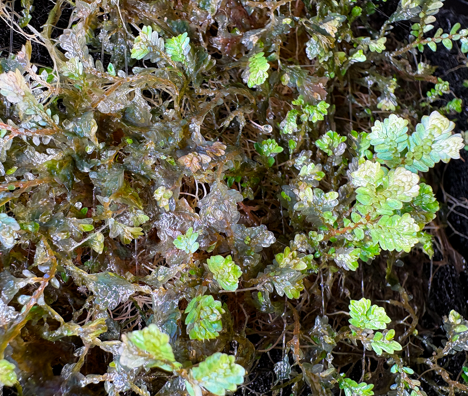 Why Are My Aquarium Plants Melting? A Beginner's Guide to Plant Melt