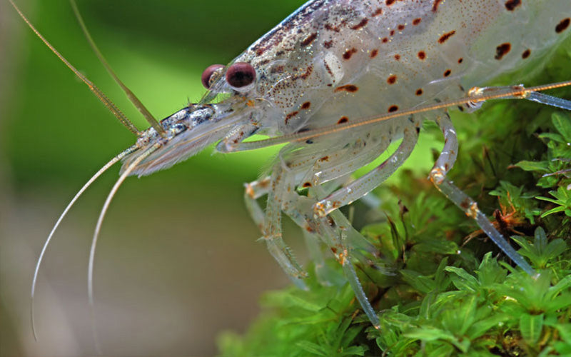 Image showcasing Preventing Algae in Your Aquarium: Pro Tips for a Clean and Healthy Tank