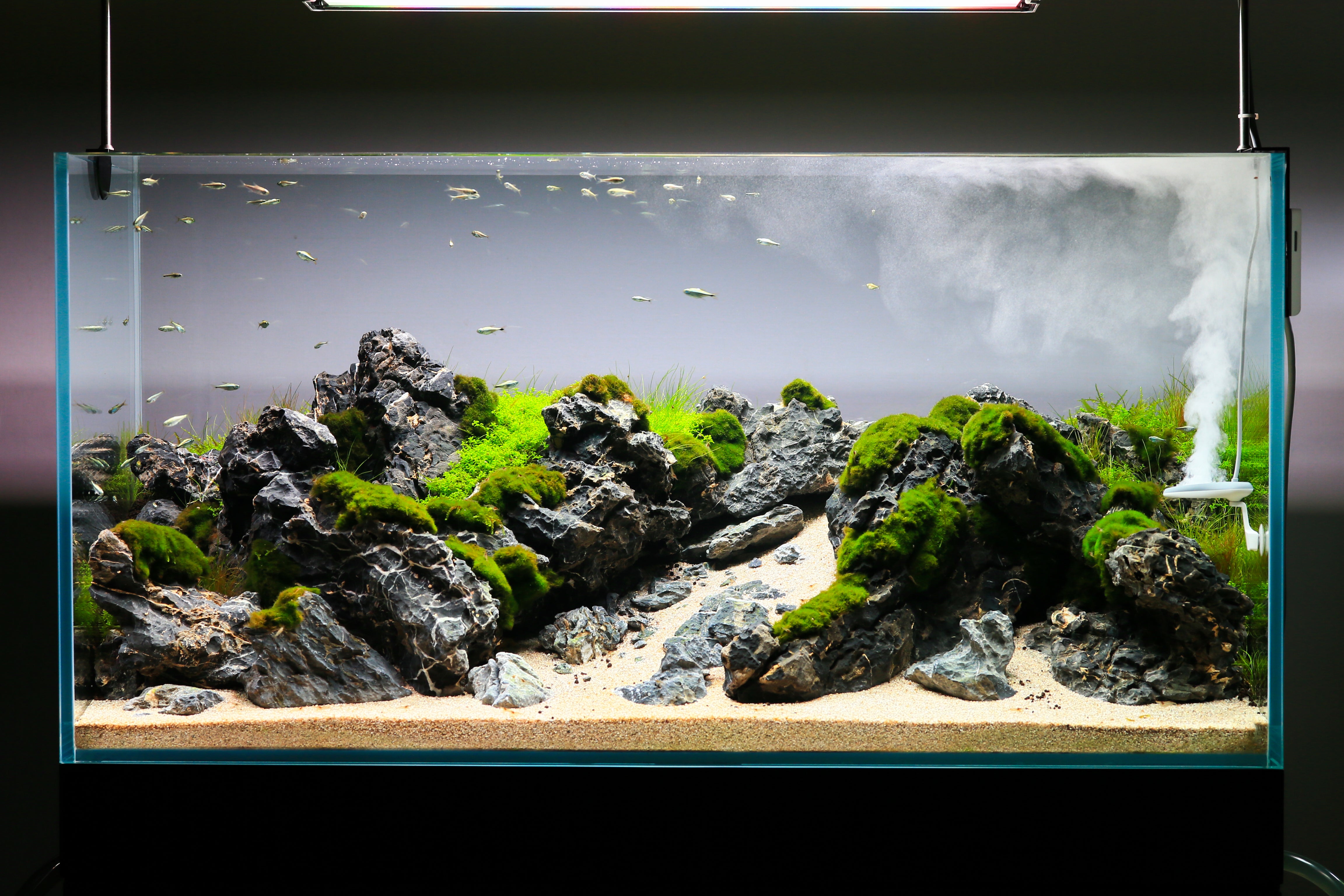 Twinstar Nano Plus installed in aquarium for algae inhibition in planted tank