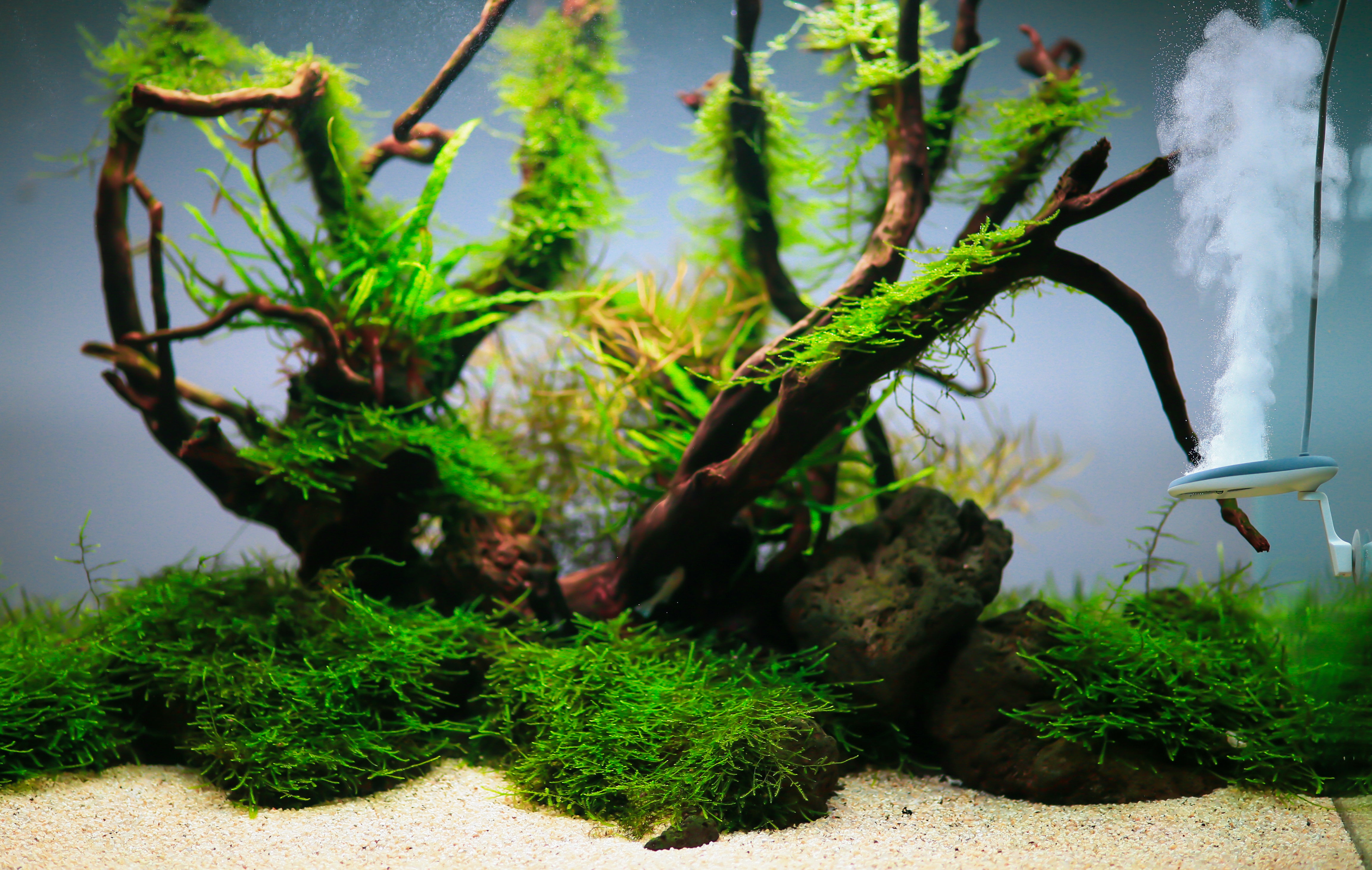 Twinstar Nano Plus installed in aquarium for algae inhibition in planted tank