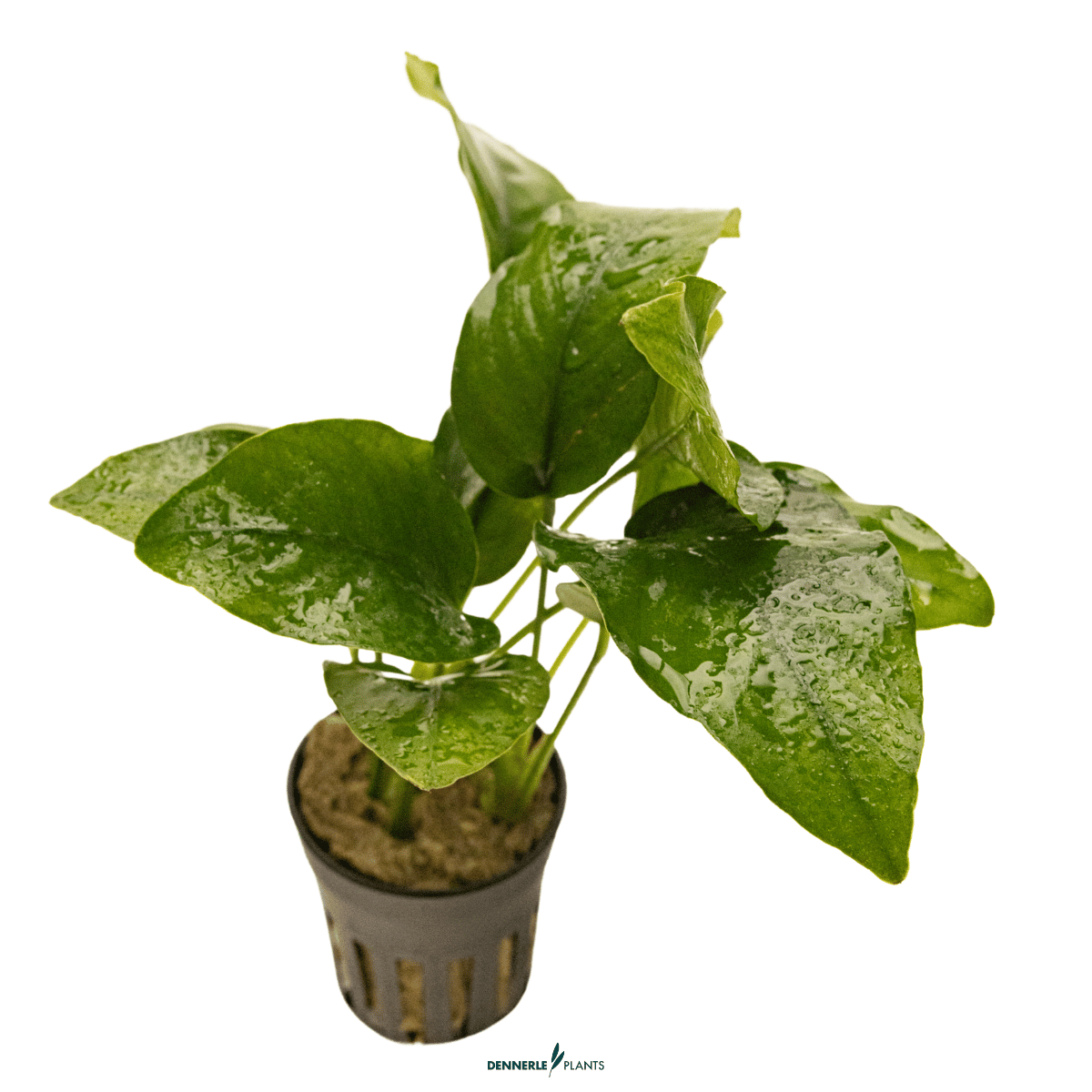 Anubias barteri var. barteri POT