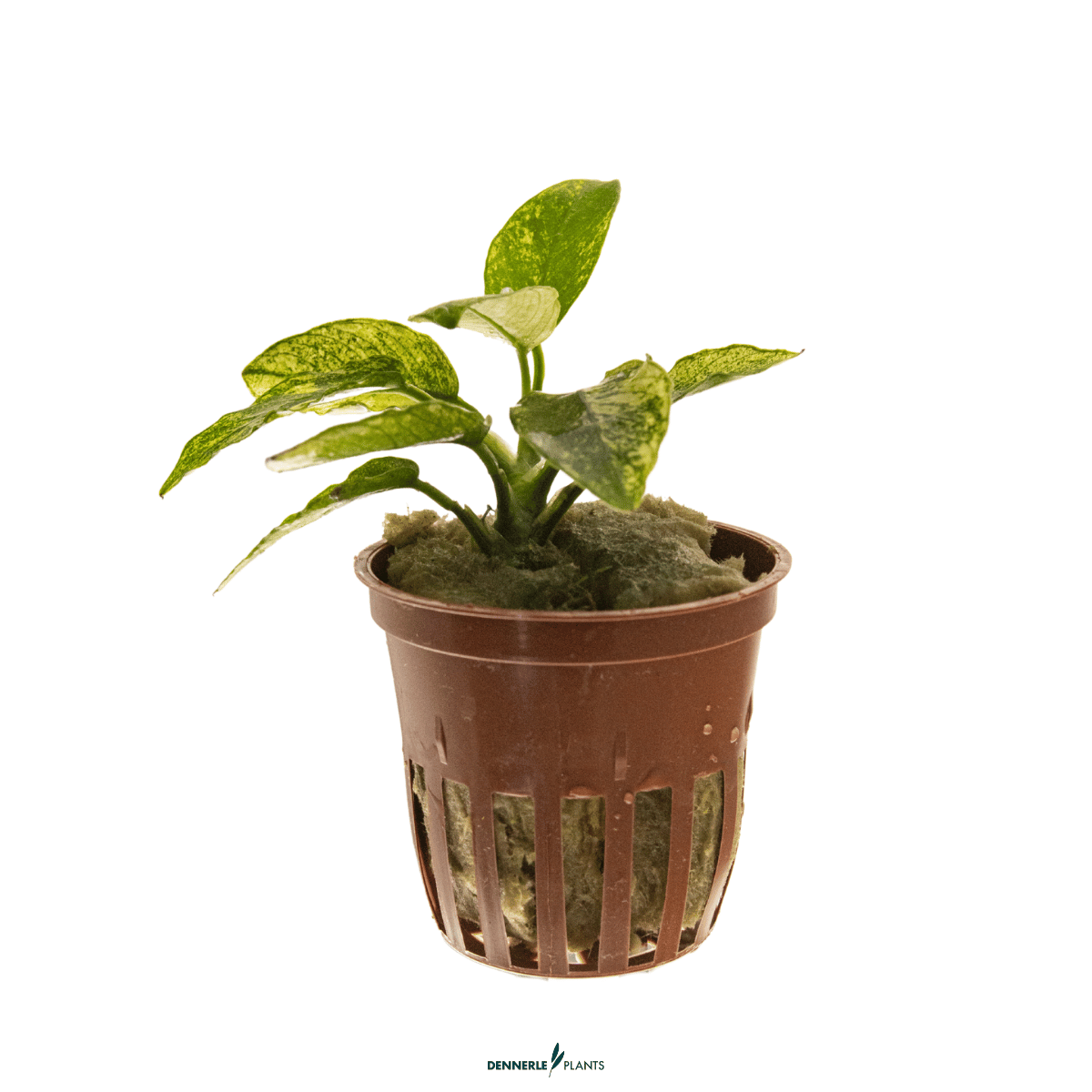Anubias barteri var. nana ’Pinto’ POT