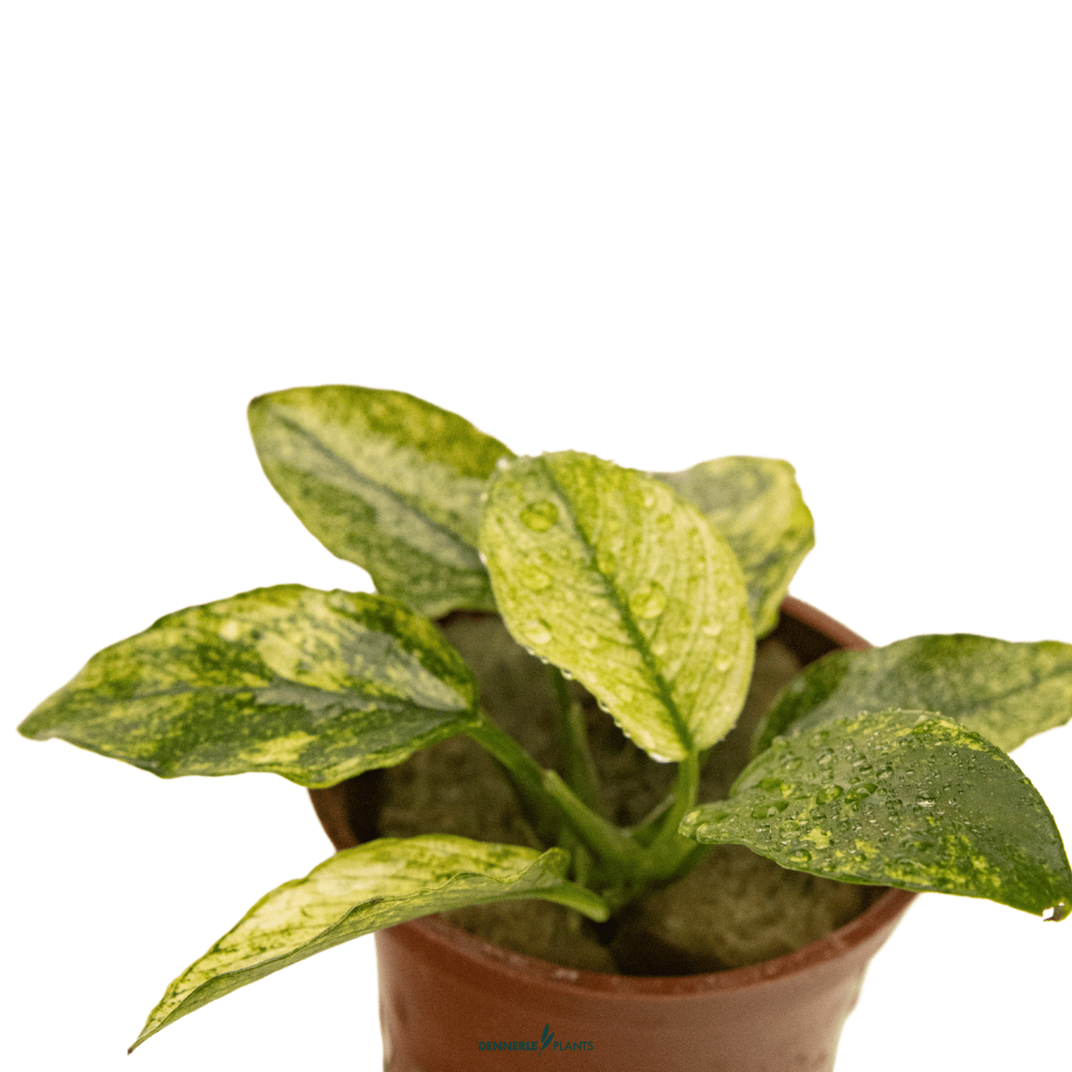 Anubias barteri var. nana ’Pinto’ POT