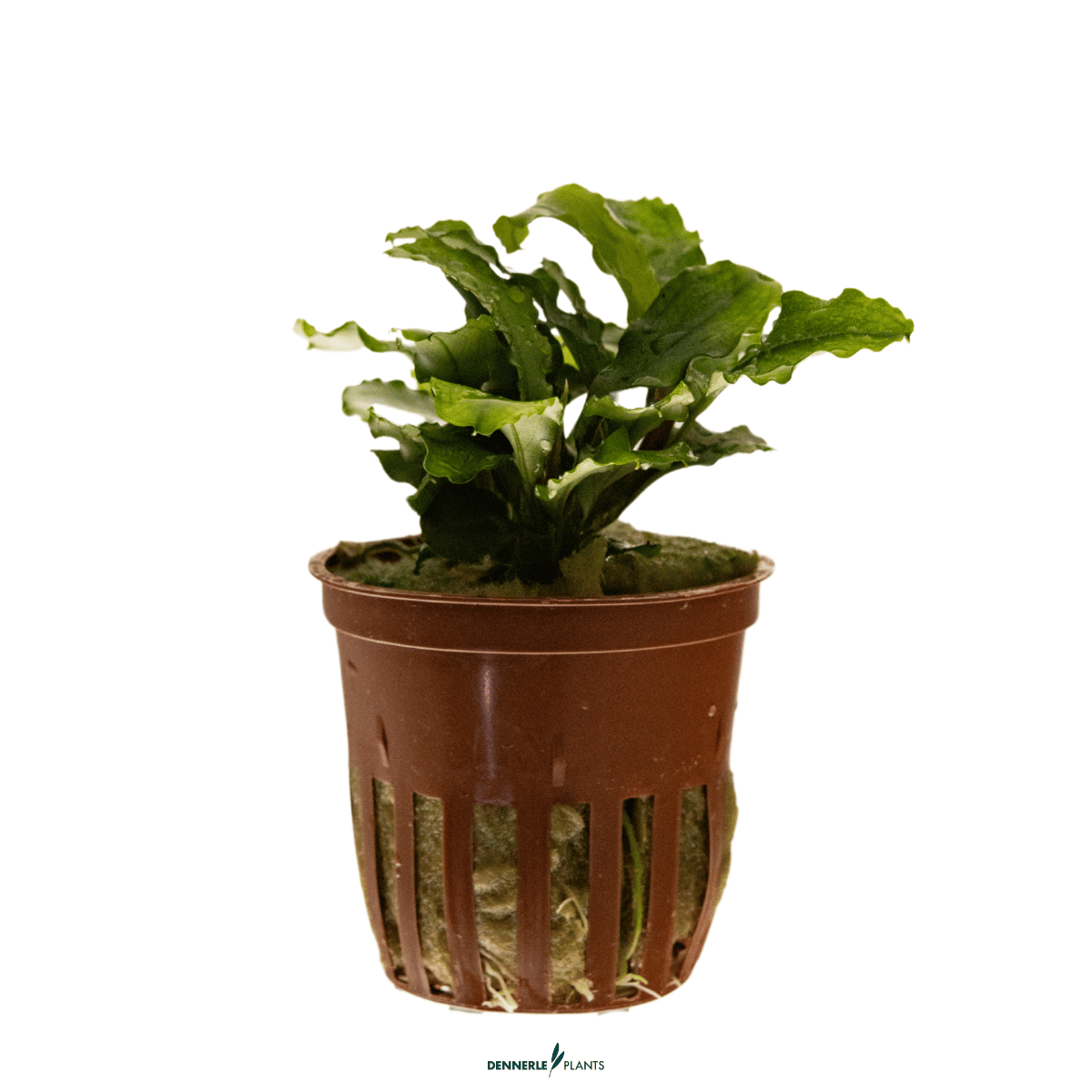 Bucephalandra pygmaea 'Bukit Kelam' POT