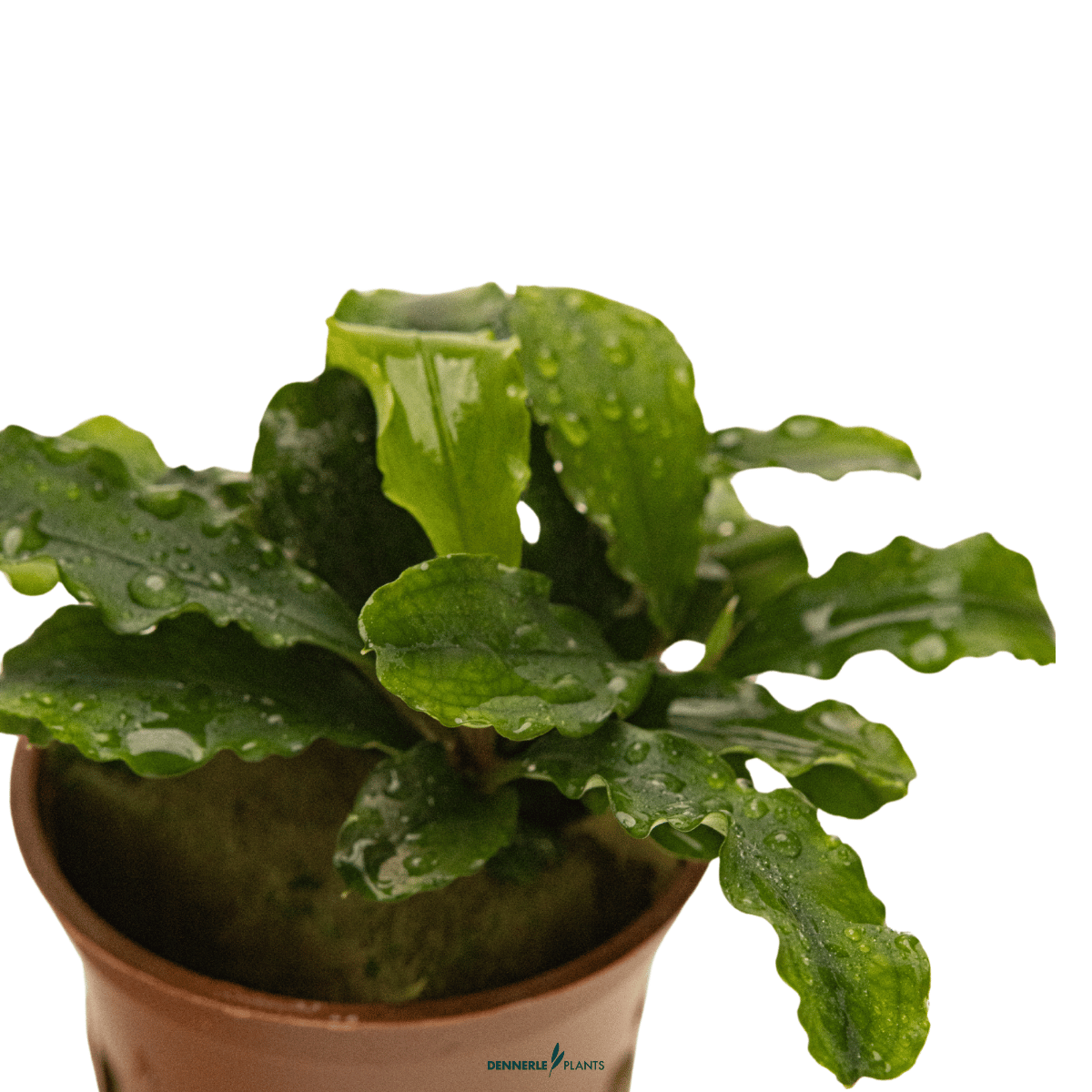 Bucephalandra pygmaea 'Bukit Kelam' POT