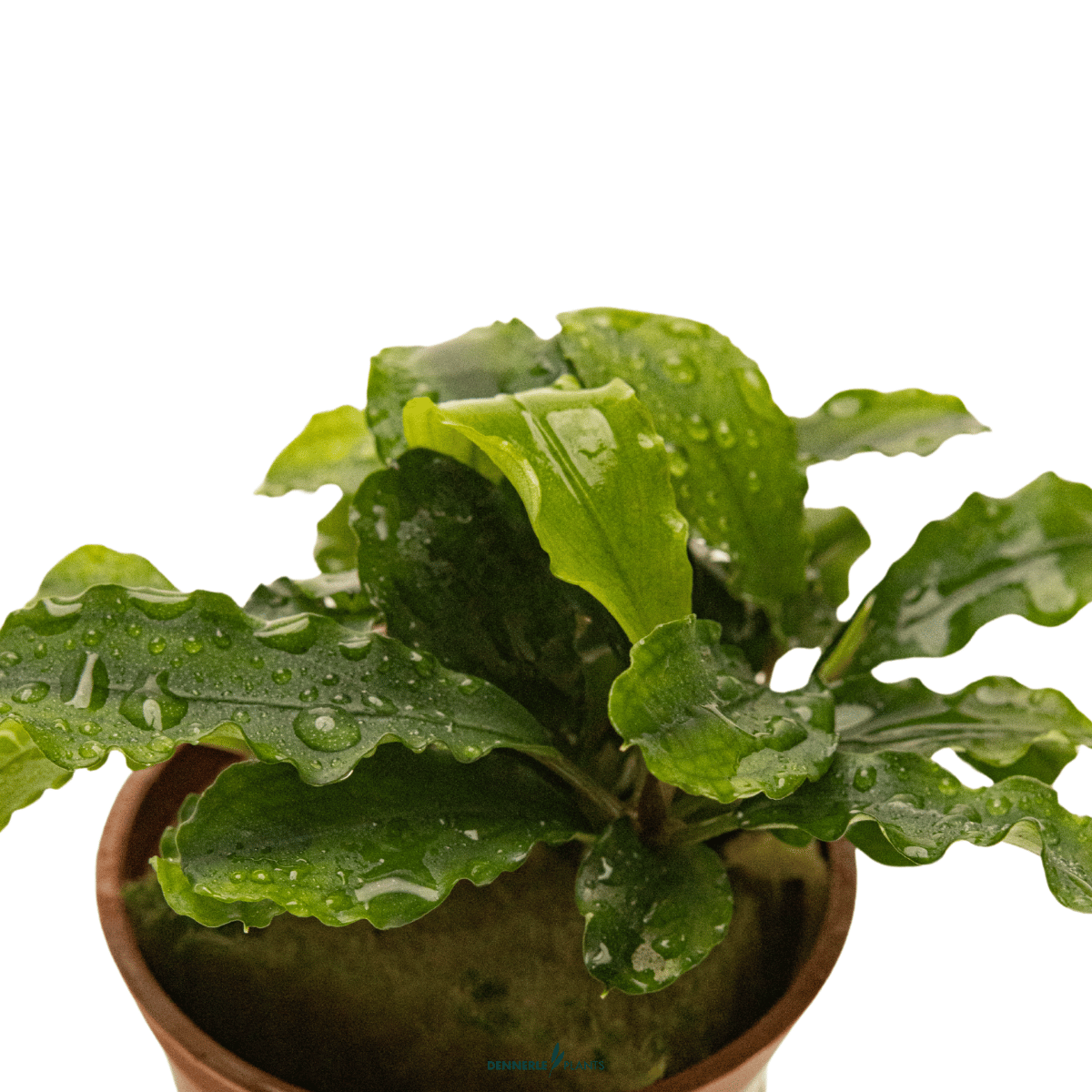 Bucephalandra pygmaea 'Bukit Kelam' POT