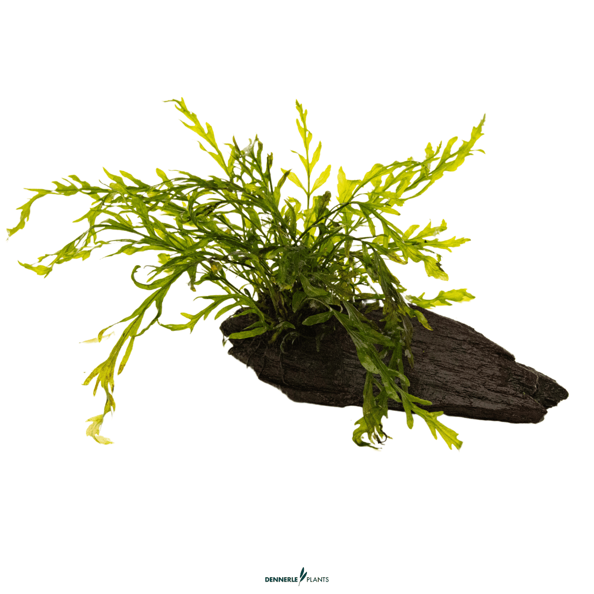 Bolbitis heudelotii on Wood