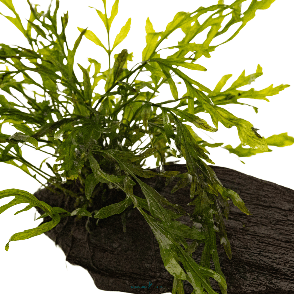 Bolbitis heudelotii on Wood