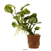 Anubias barteri ’Coin Leaf’ POT