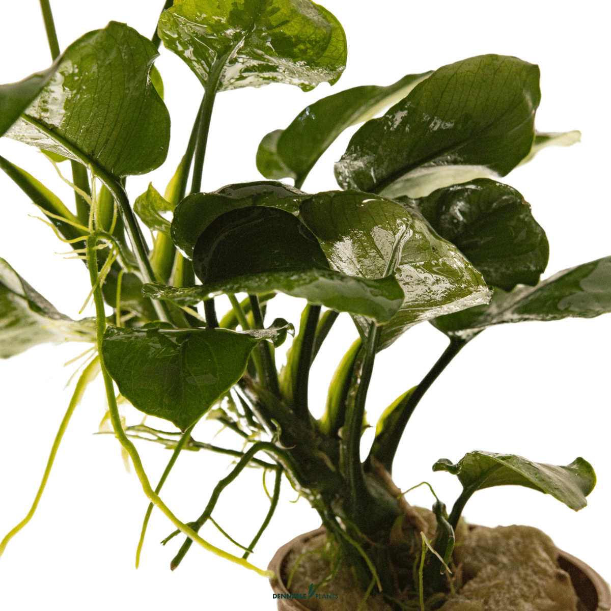 Anubias barteri ’Coin Leaf’ POT