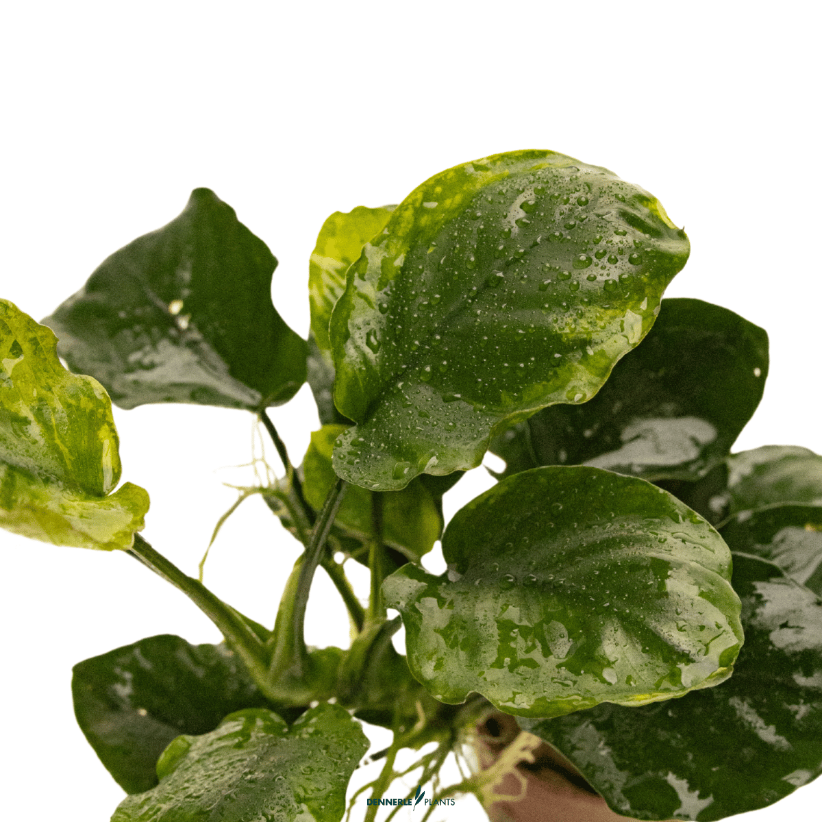 Anubias barteri ’Coin Leaf’ POT