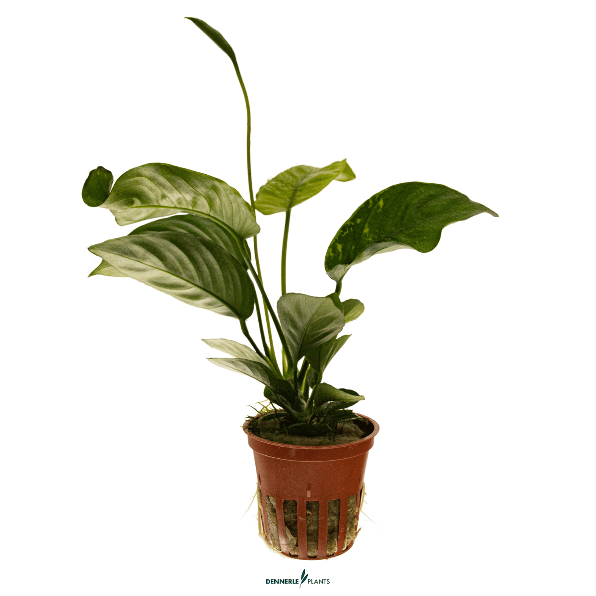 Anubias barteri var. caladiifolia POT