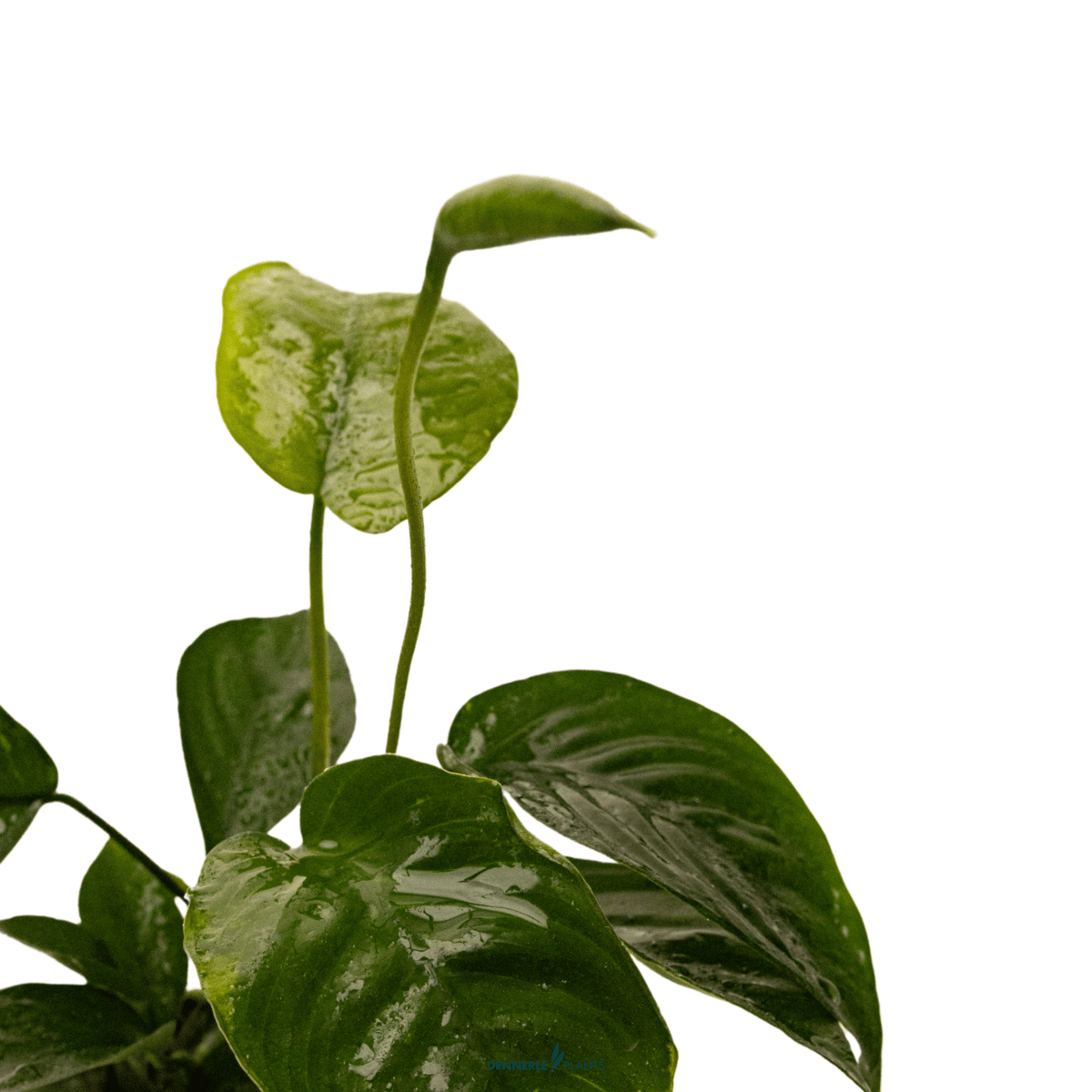 Anubias barteri var. caladiifolia POT