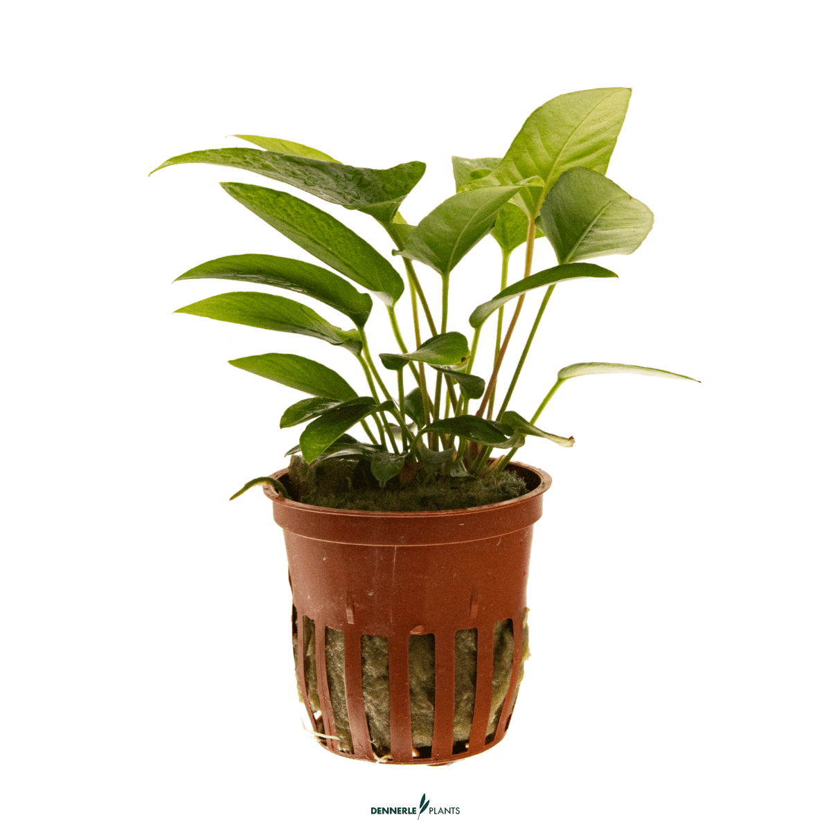 Anubias gracilis POT
