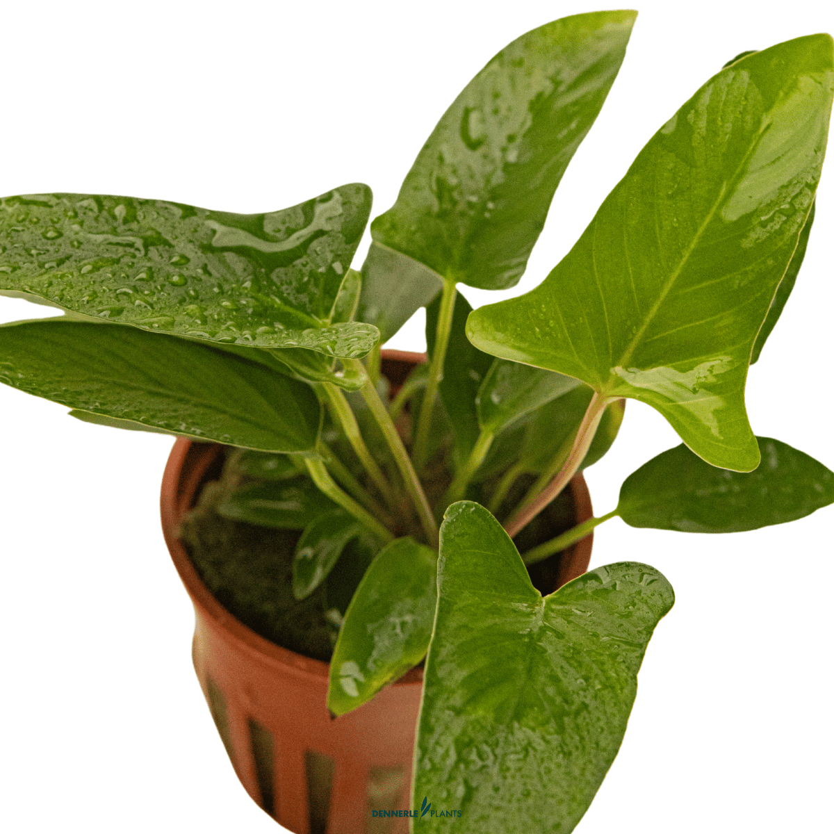Anubias gracilis POT