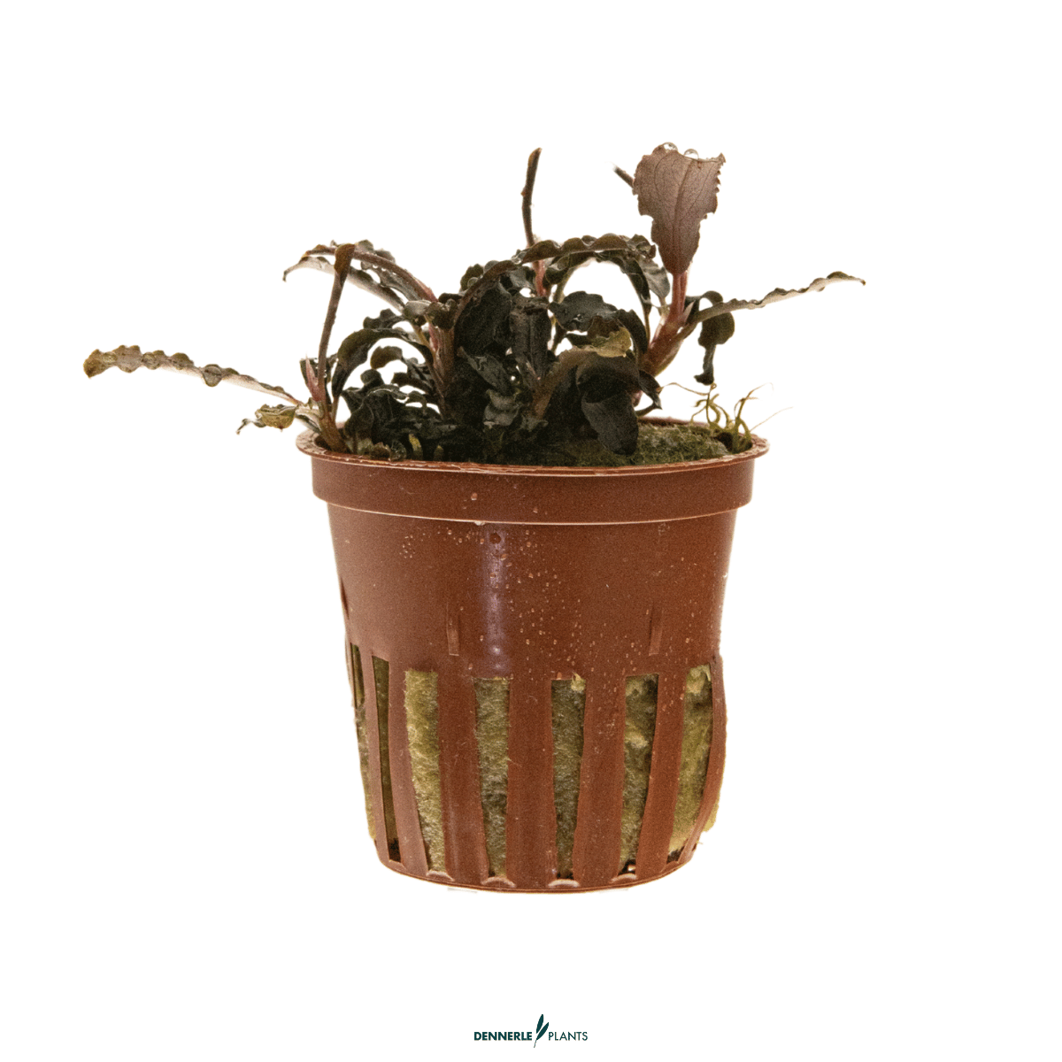 Bucephalandra 'Kedagang' POT – Rare Aquatic Plant for Aquariums