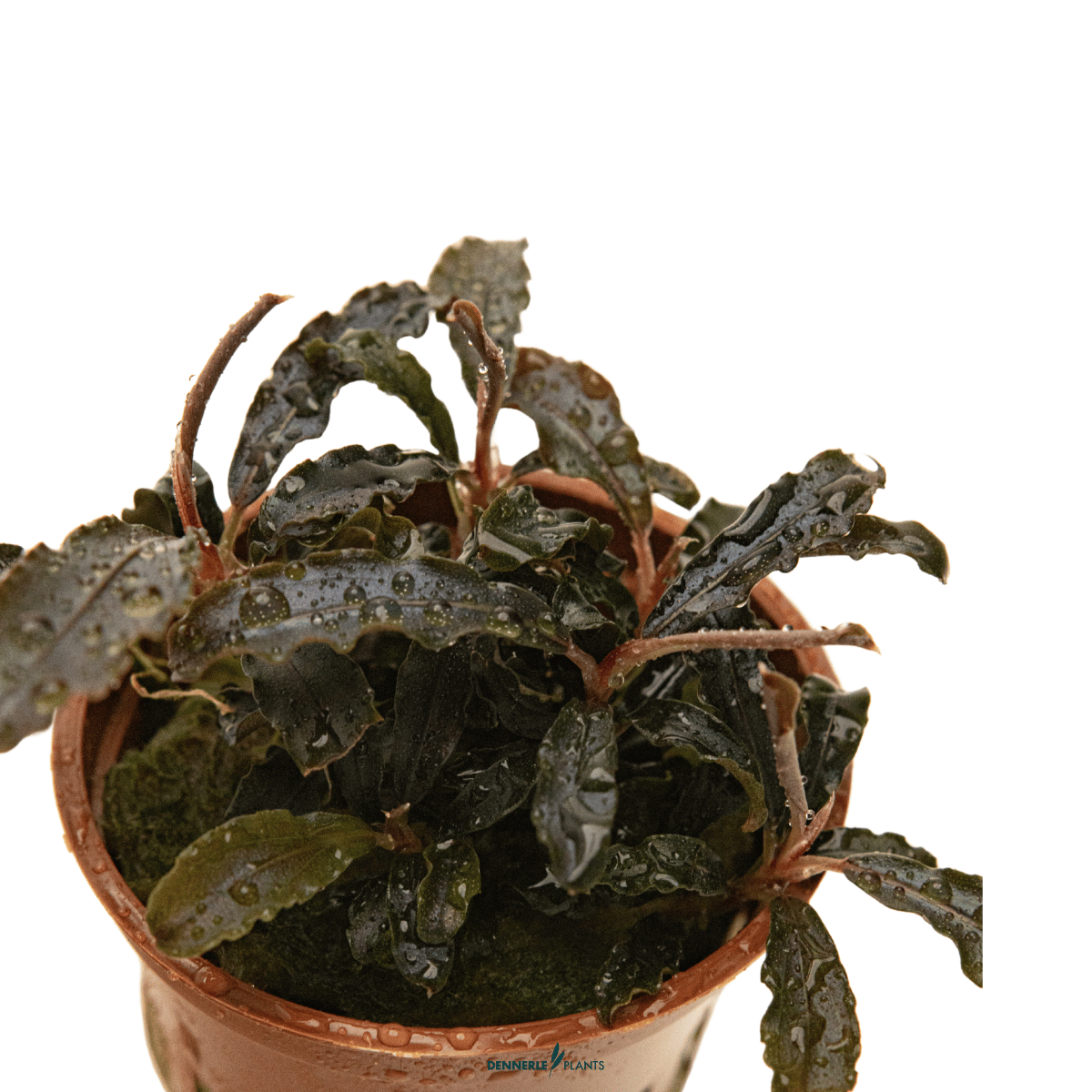 Bucephalandra diabolica 'Kedagang' POT