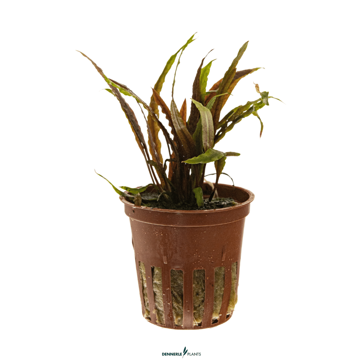 Cryptocoryne albida 'Brown' POT