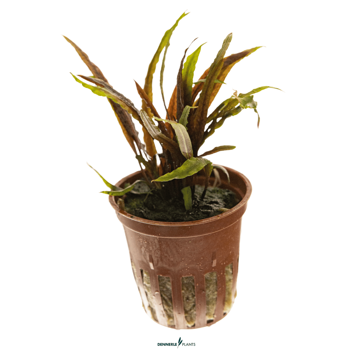 Cryptocoryne albida 'Brown' POT