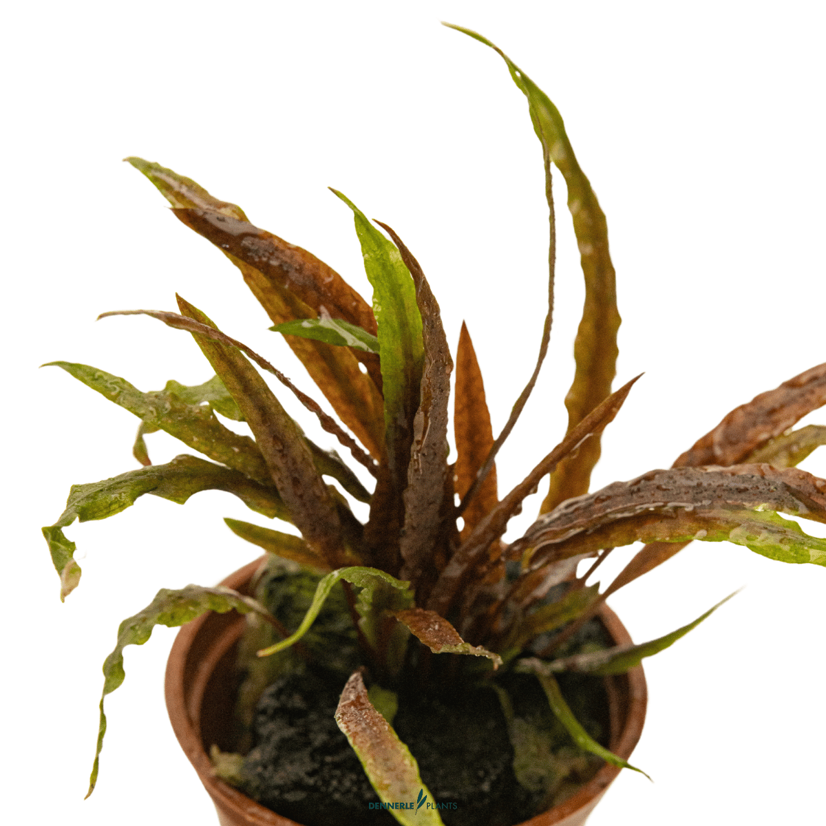 Cryptocoryne albida 'Brown' POT