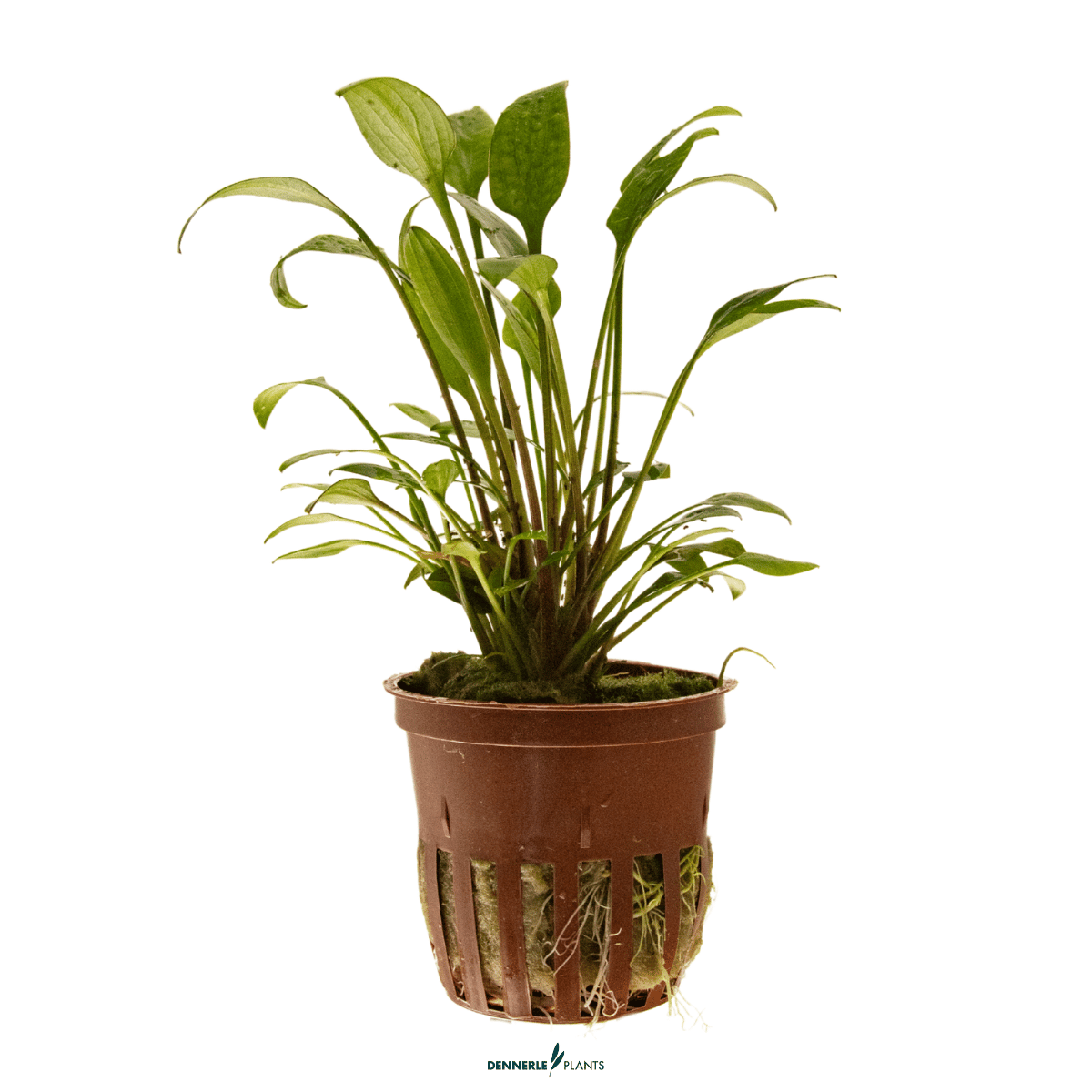 Cryptocoryne x willisii POT