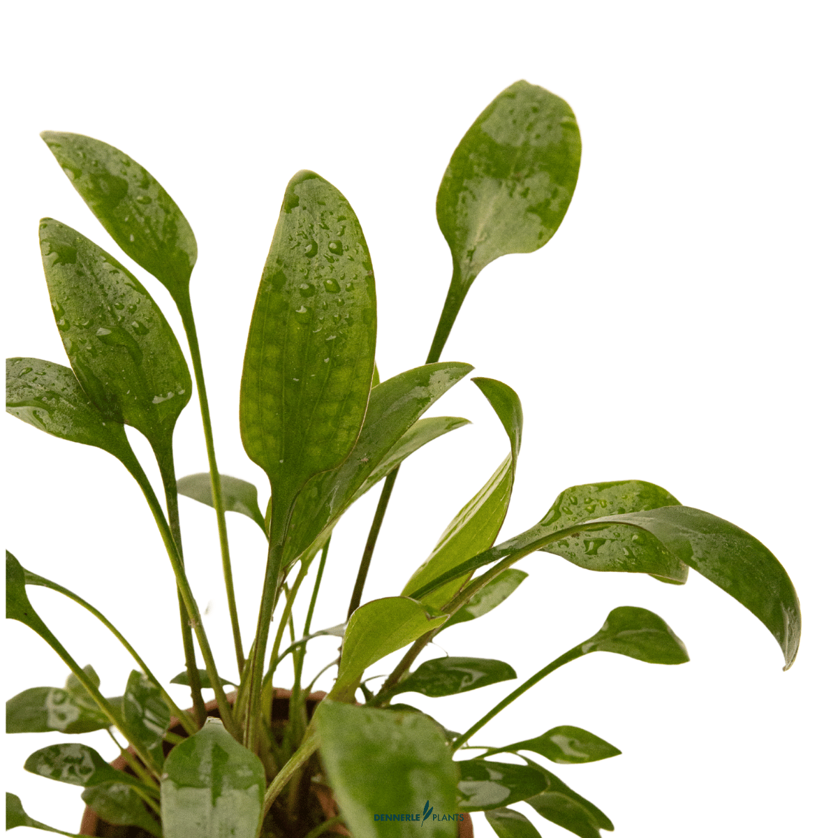 Cryptocoryne x willisii POT