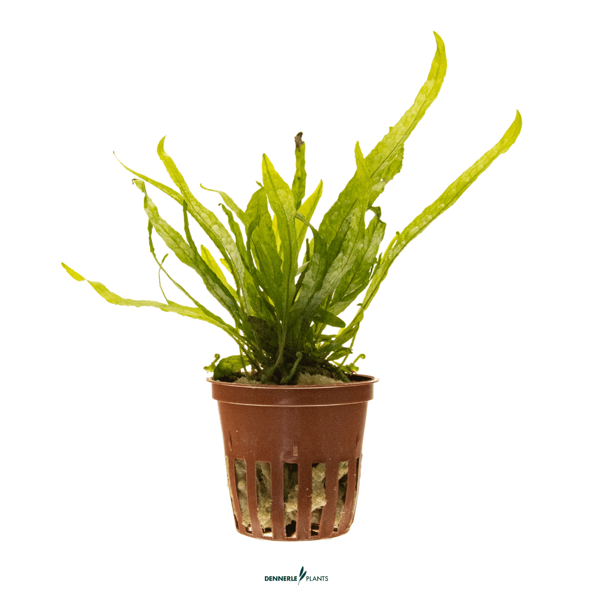Microsorum pteropus 'Narrow' POT