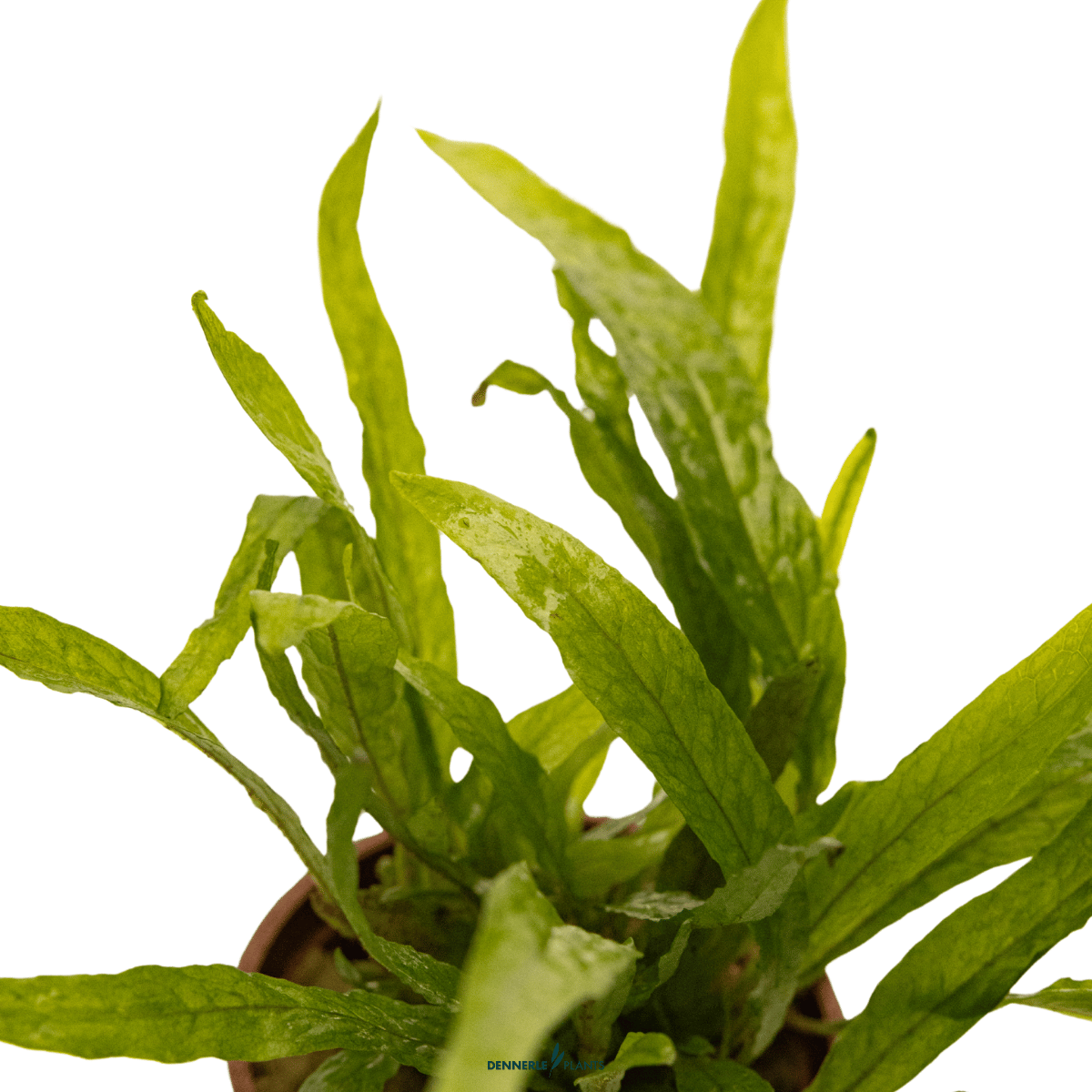 Microsorum pteropus 'Narrow' POT