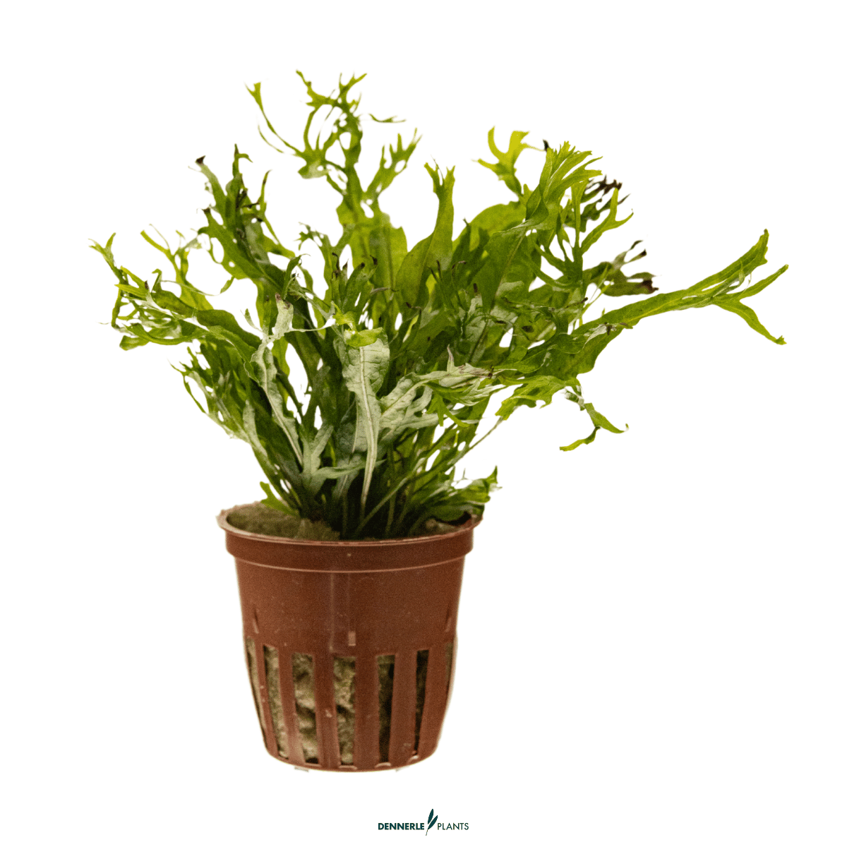 Microsorum pteropus 'Windeløv' POT