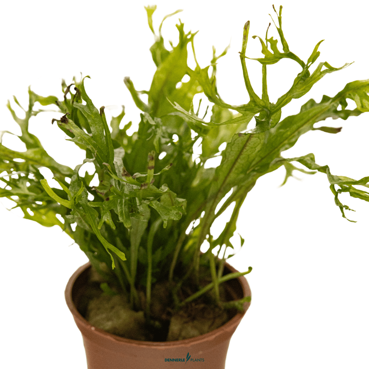 Microsorum pteropus 'Windeløv' POT