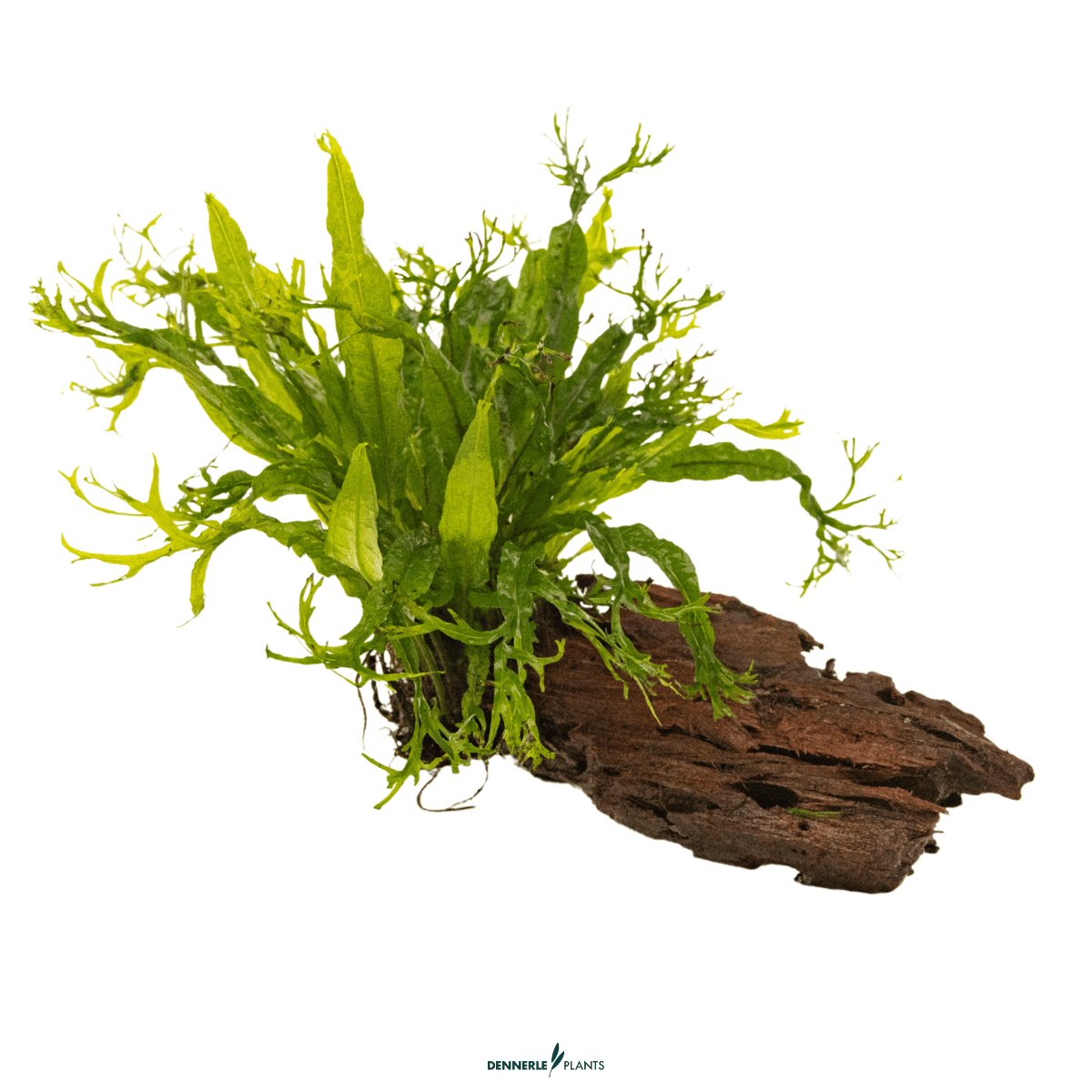 Microsorum pteropus 'Windeløv' on Wood