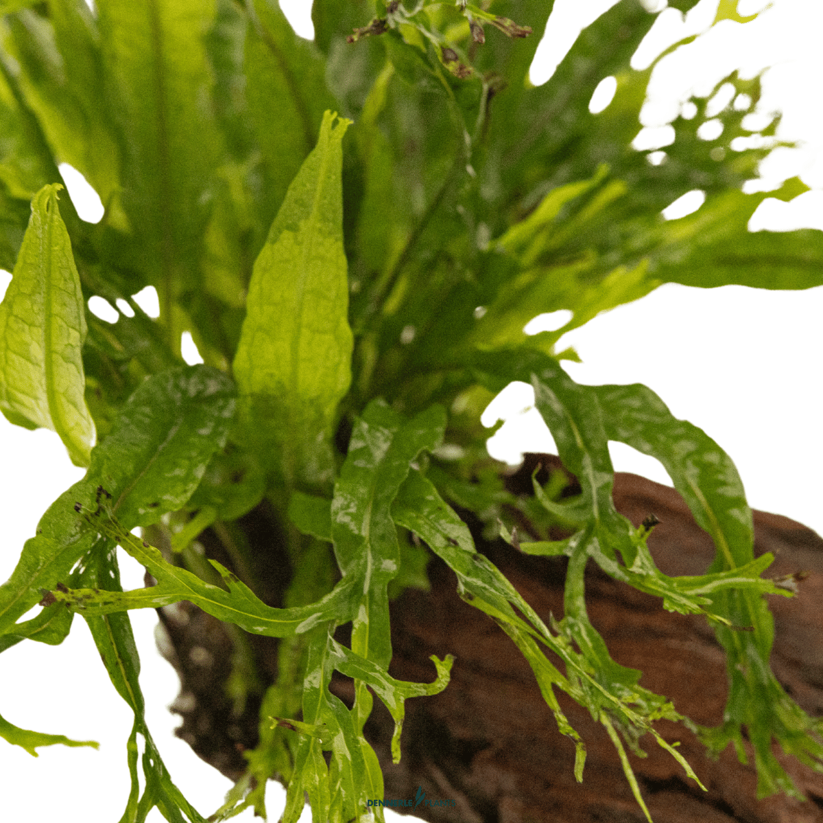 Microsorum pteropus 'Windeløv' on Wood