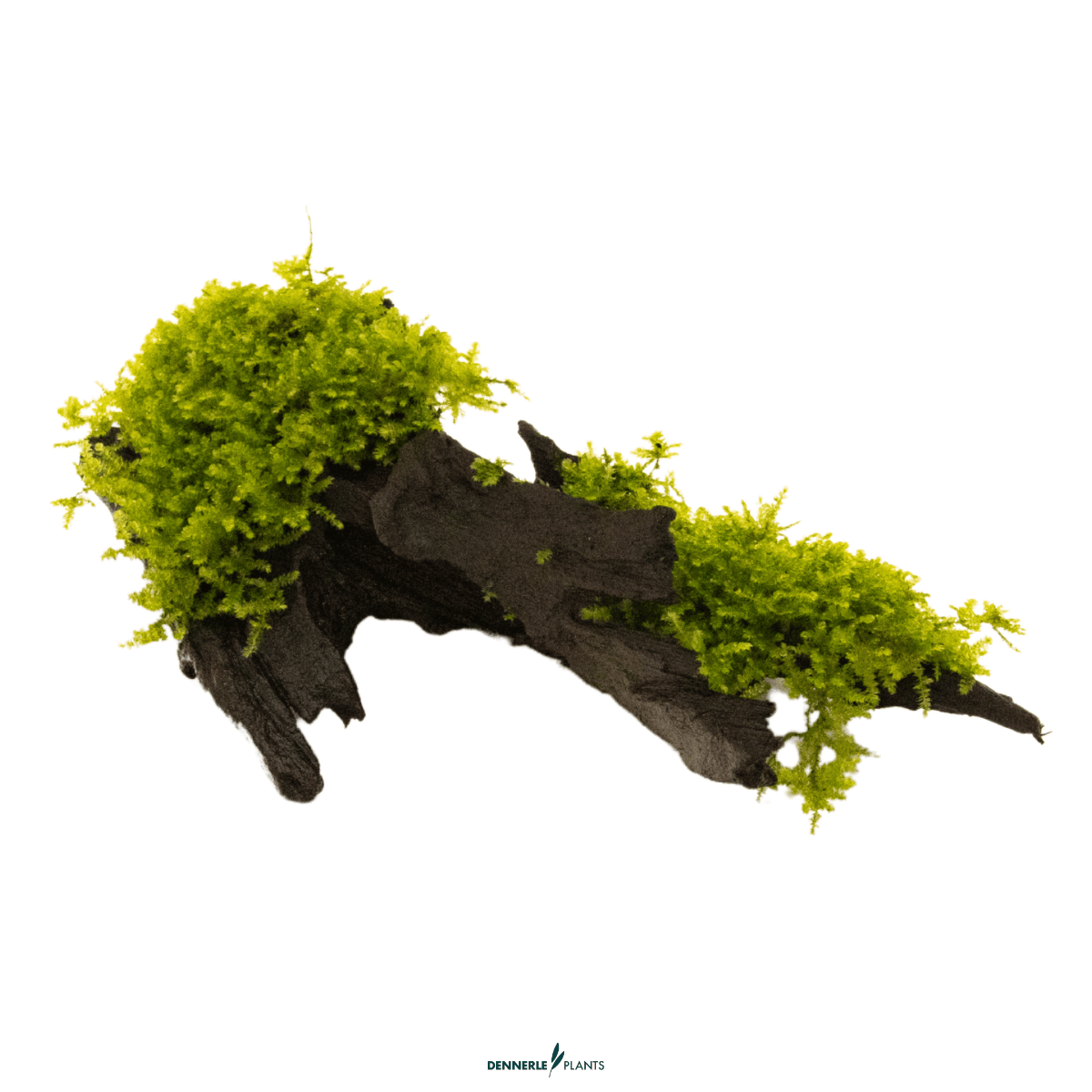 Vesicularia montagnei 'Christmas' on Wood