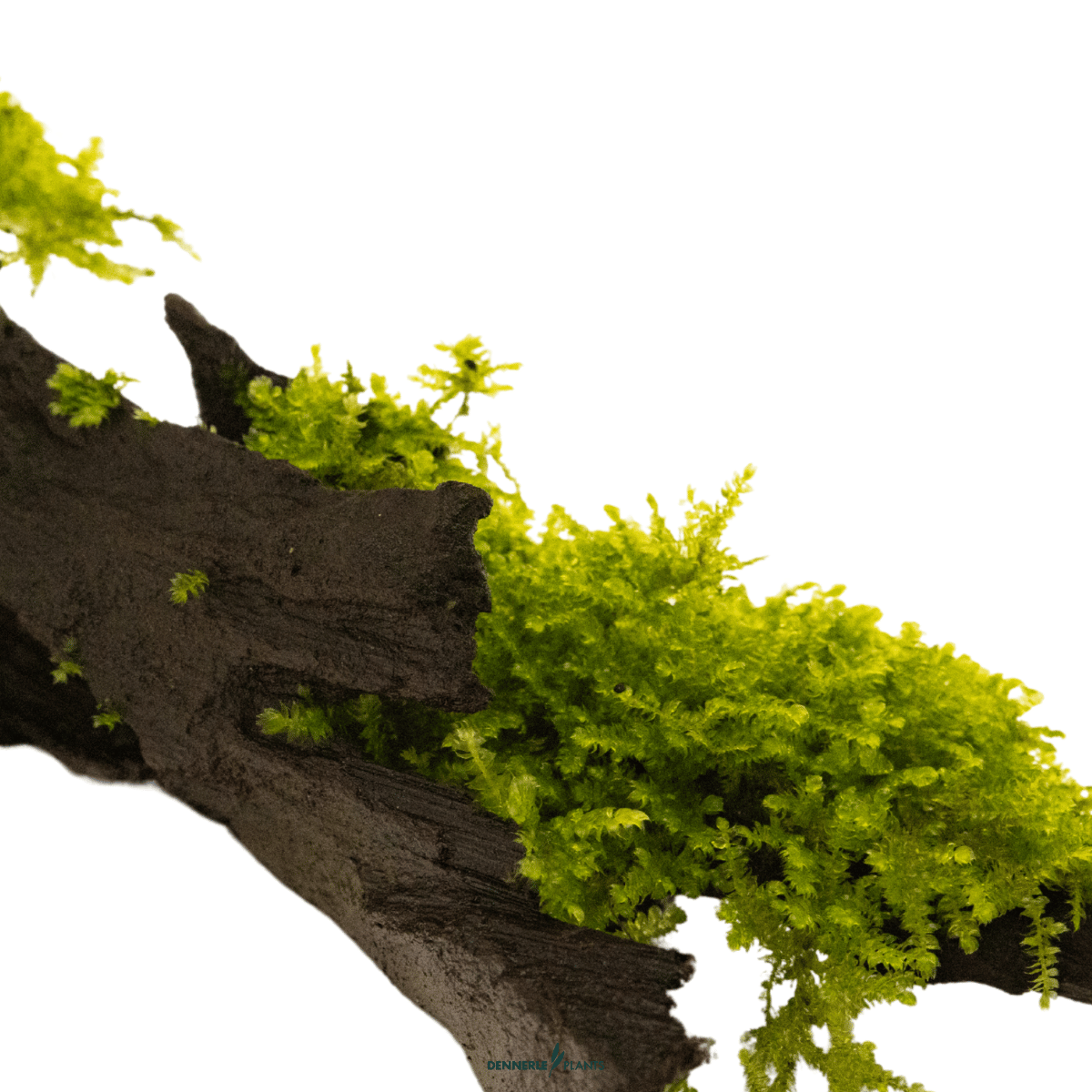 Vesicularia montagnei 'Christmas' on Wood