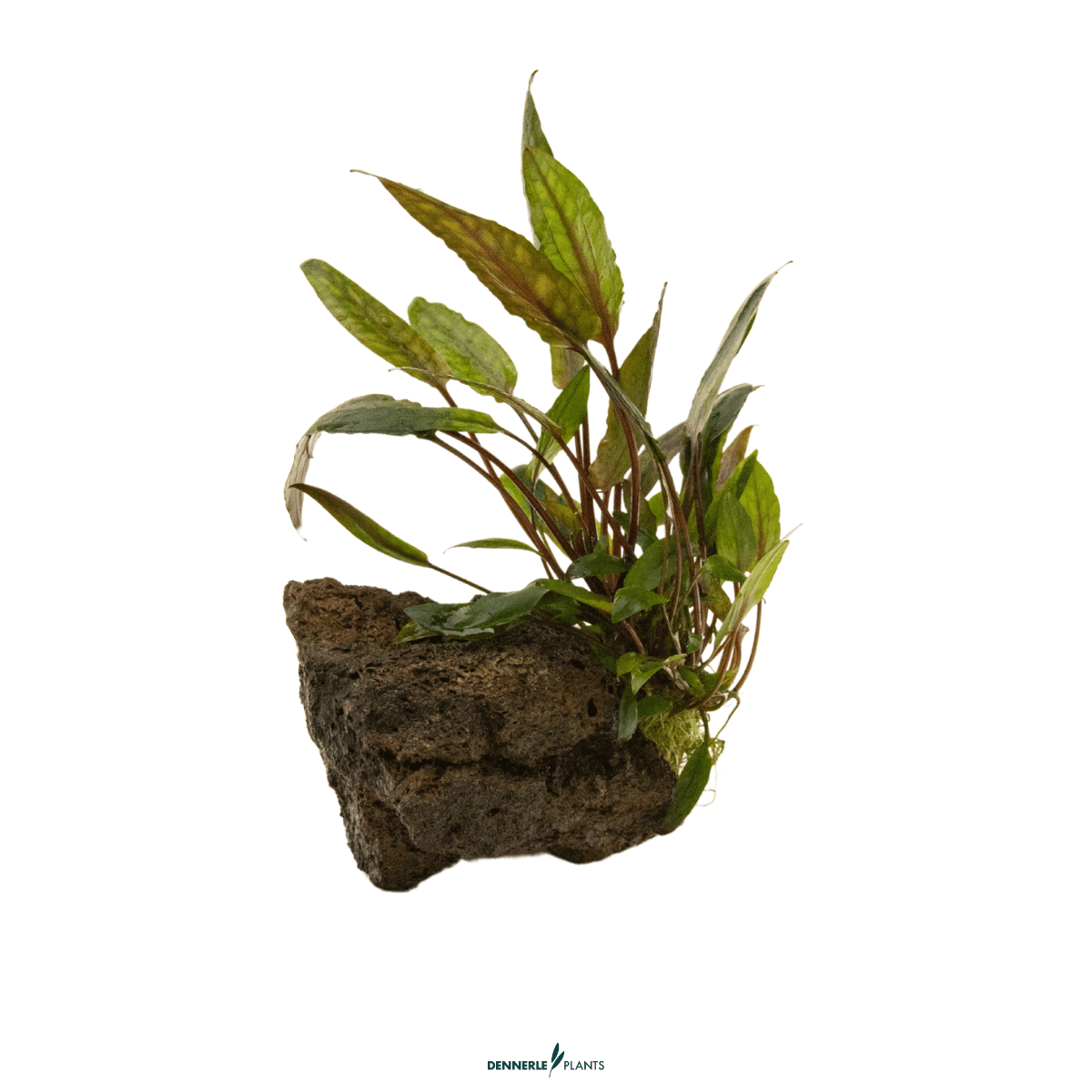 Cryptocoryne beckettii 'Petchii' on Rock