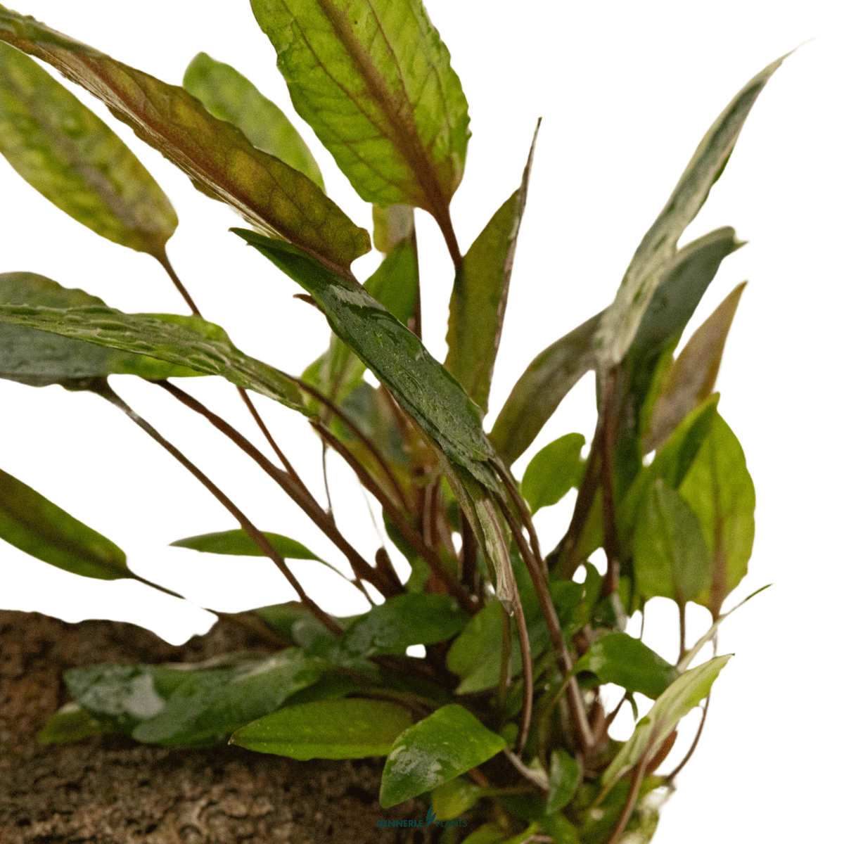 Cryptocoryne beckettii 'Petchii' on Rock