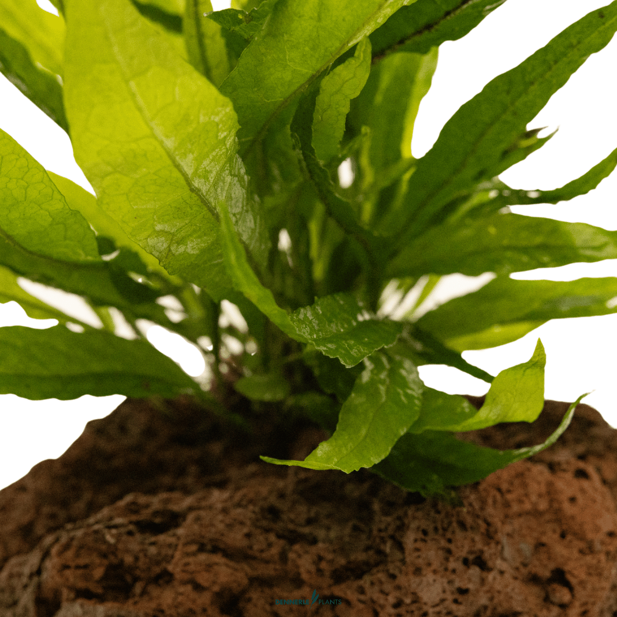 Microsorum pteropus on Rock