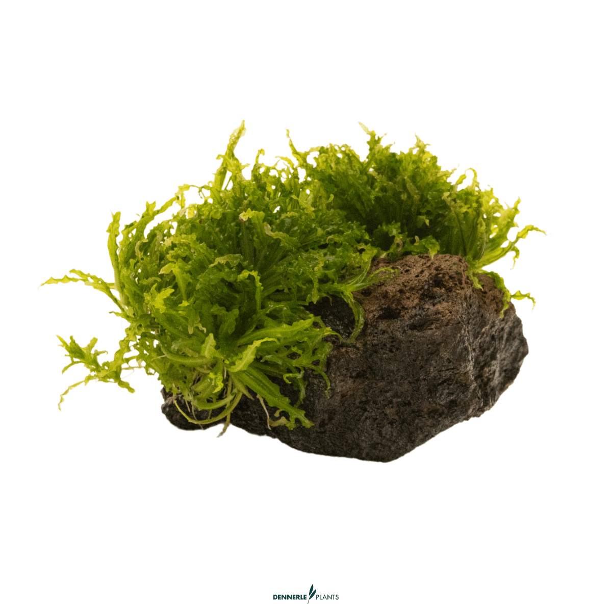 Pogostemon helferi on Rock