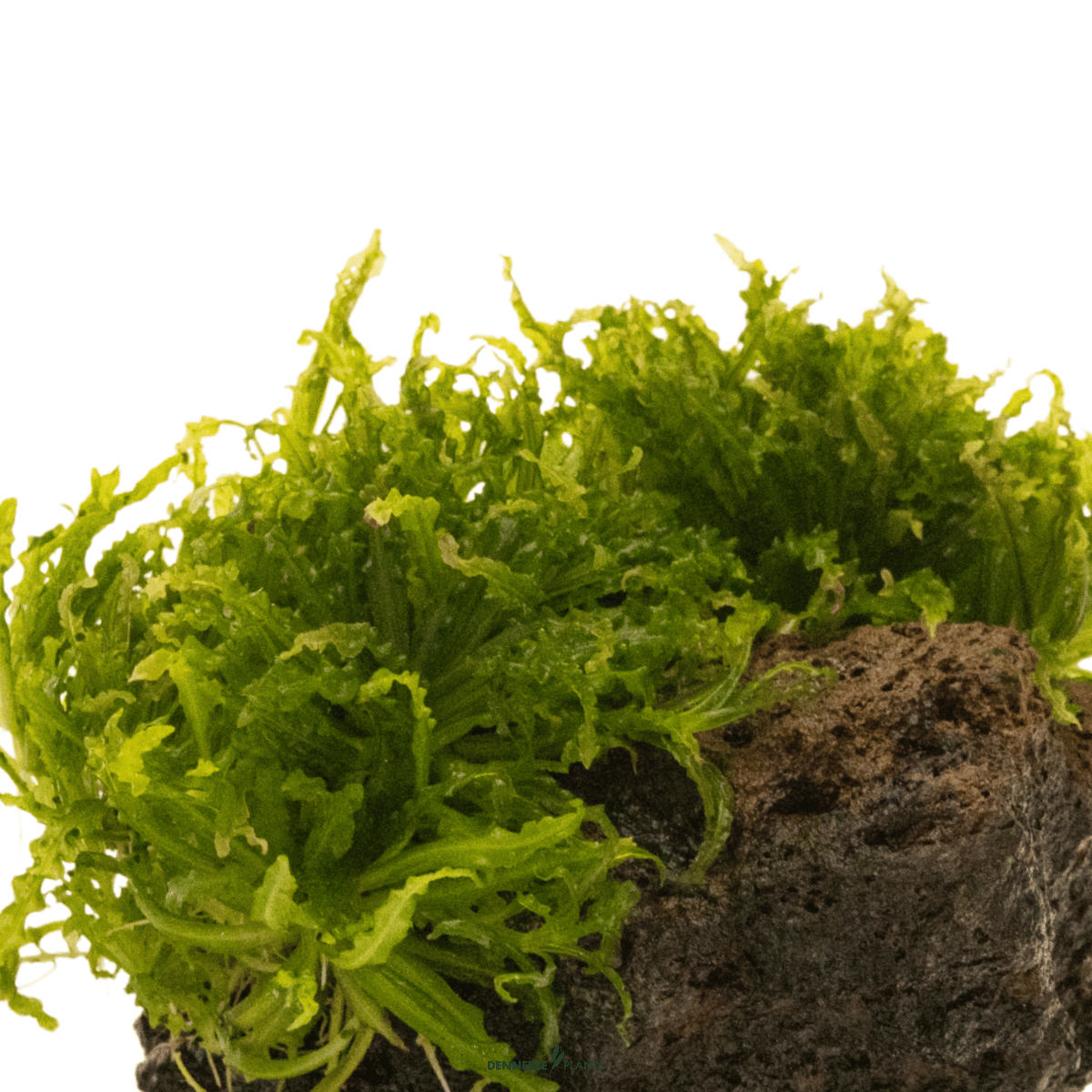 Pogostemon helferi on Rock