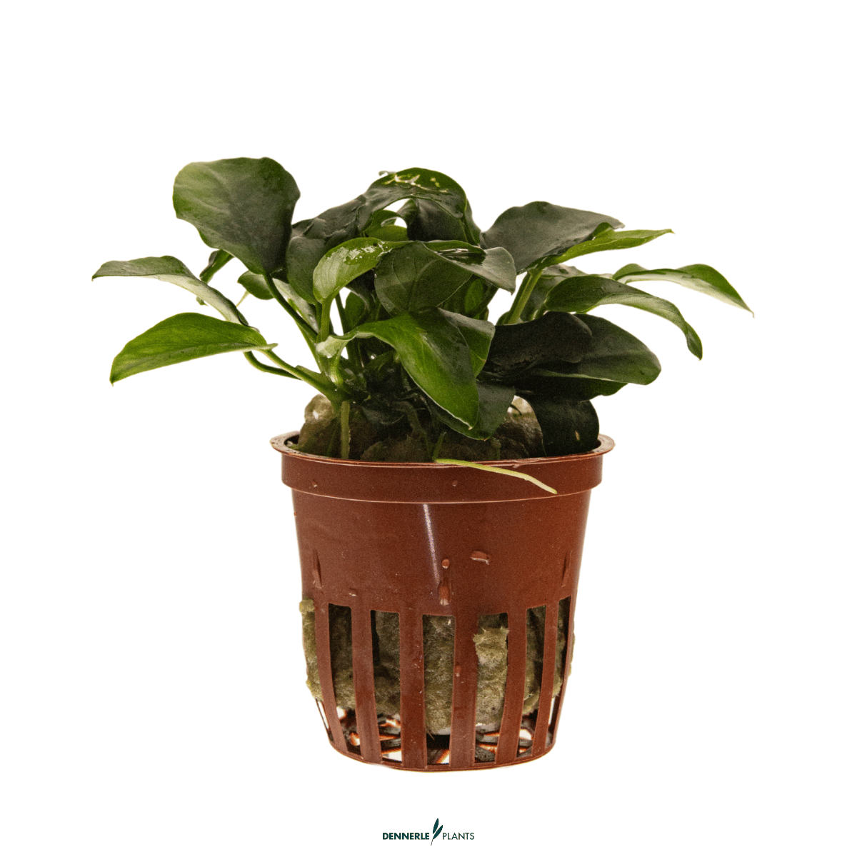 Anubias barteri 'Petite' POT