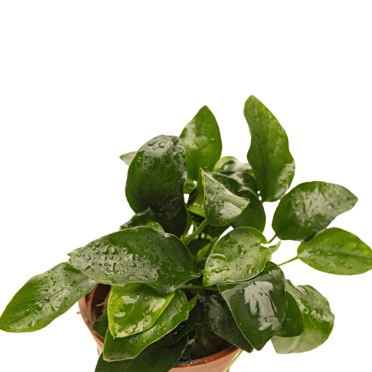 Anubias barteri 'Petite' POT