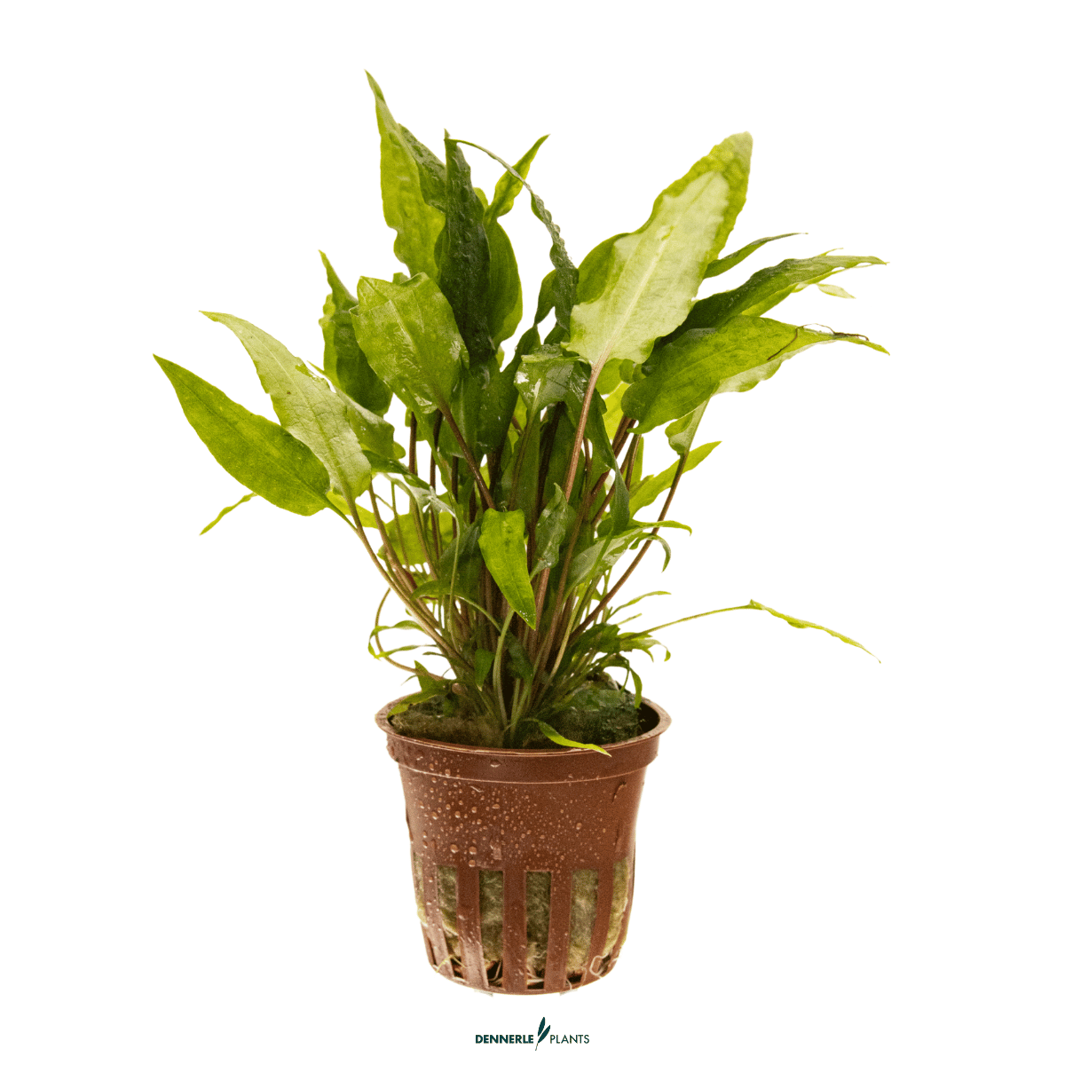 Cryptocoryne wendtii 'Green' POT
