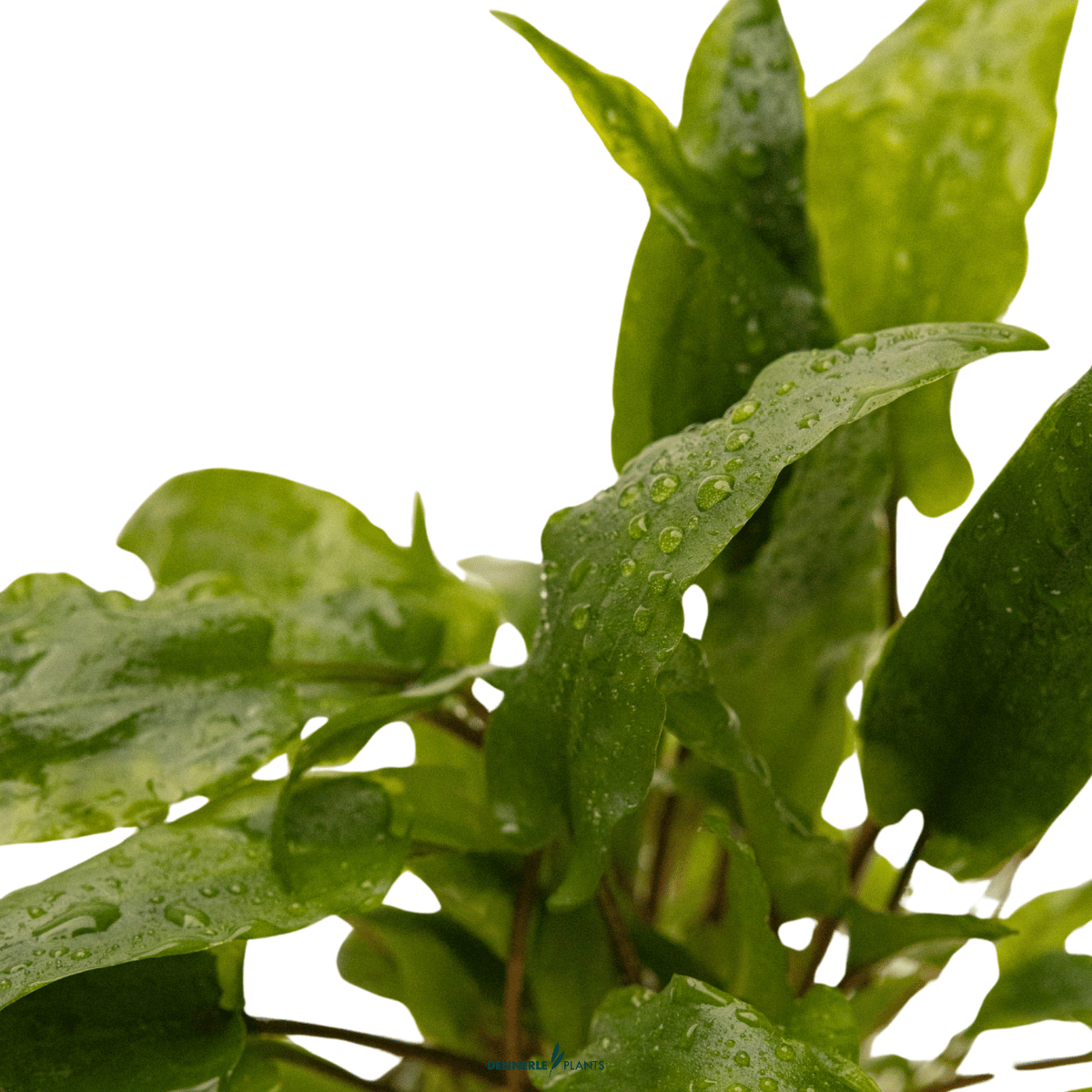 Cryptocoryne wendtii 'Green' POT