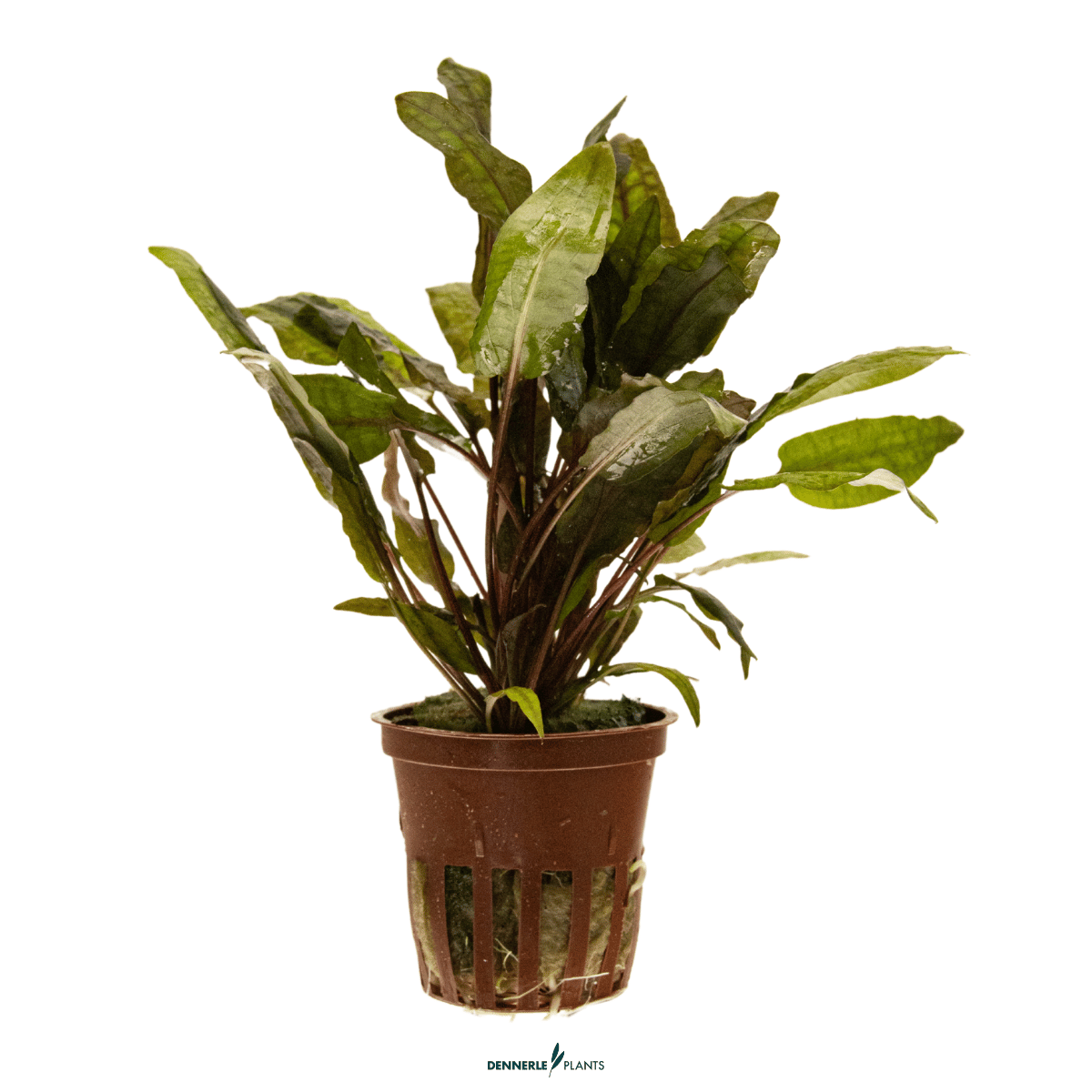 Cryptocoryne wendtii 'Tropica' POT