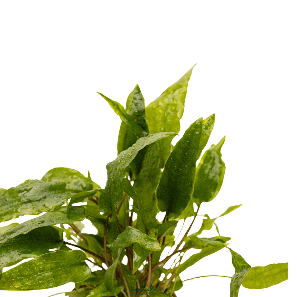 Cryptocoryne wendtii 'Tropica' POT