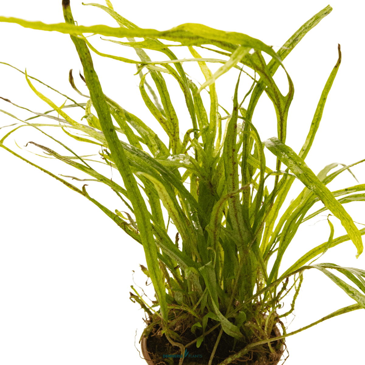 Microsorum pteropus 'Trident' POT