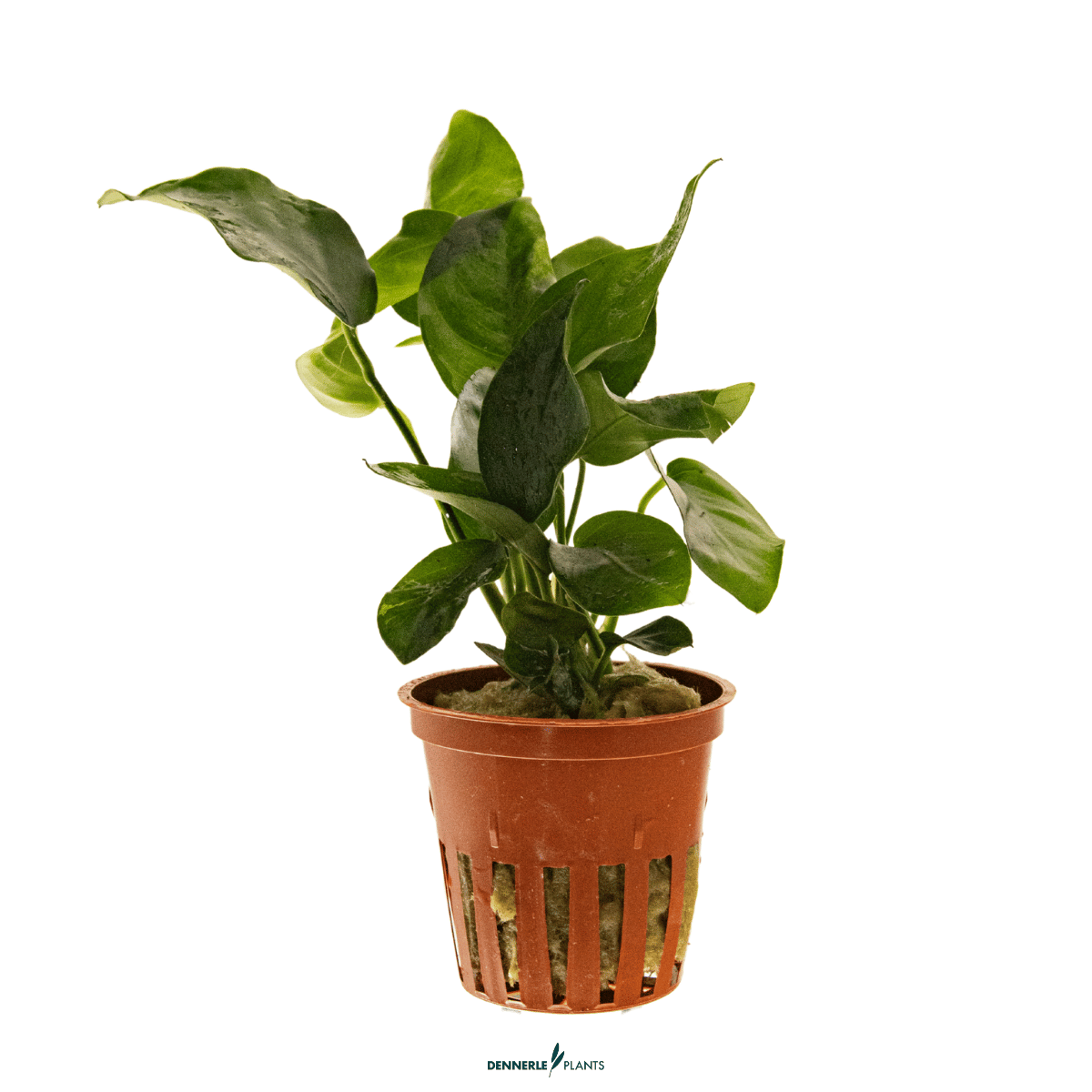 Anubias barteri var. nana POT