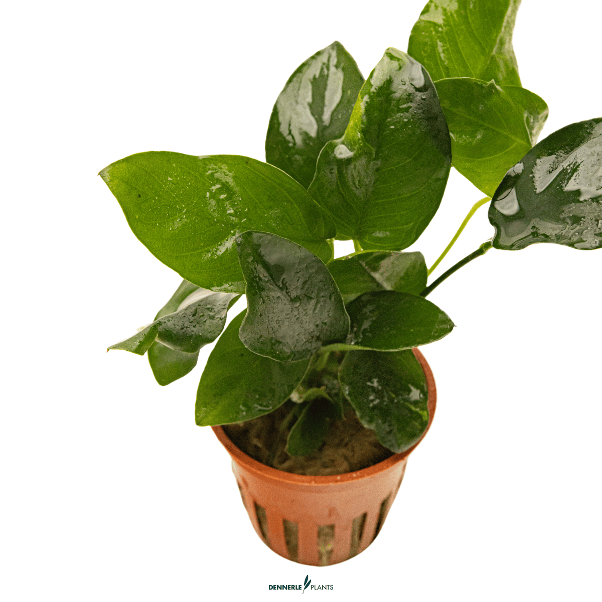 Anubias barteri var. nana POT